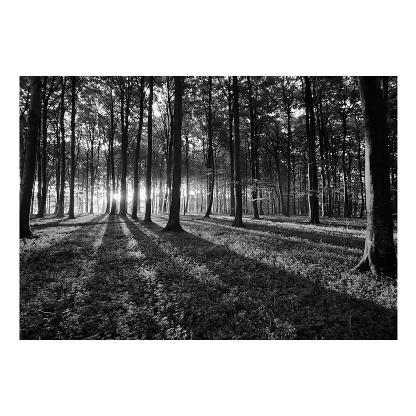 Fototapet Arkiio The Light In The Forest
