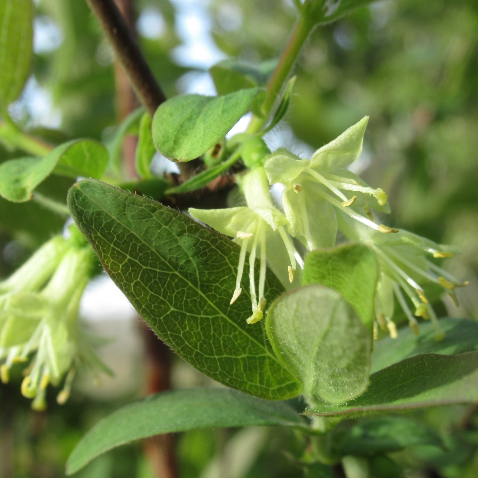 Bärbuske Omnia Garden Blåbärstry Lonicera Caerulea Balalaika