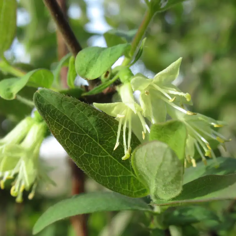 Bärbuske Omnia Garden Blåbärstry Lonicera Caerulea Balalaika
