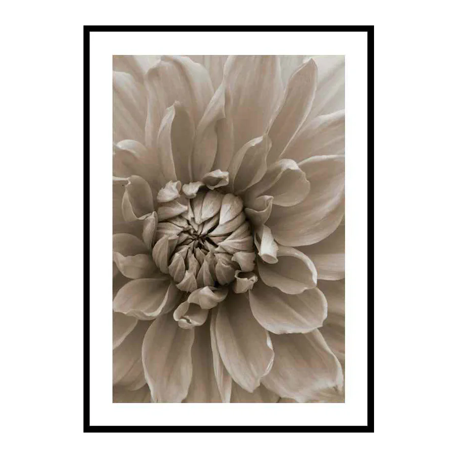 Autumn Dahlia 50x70 cm
