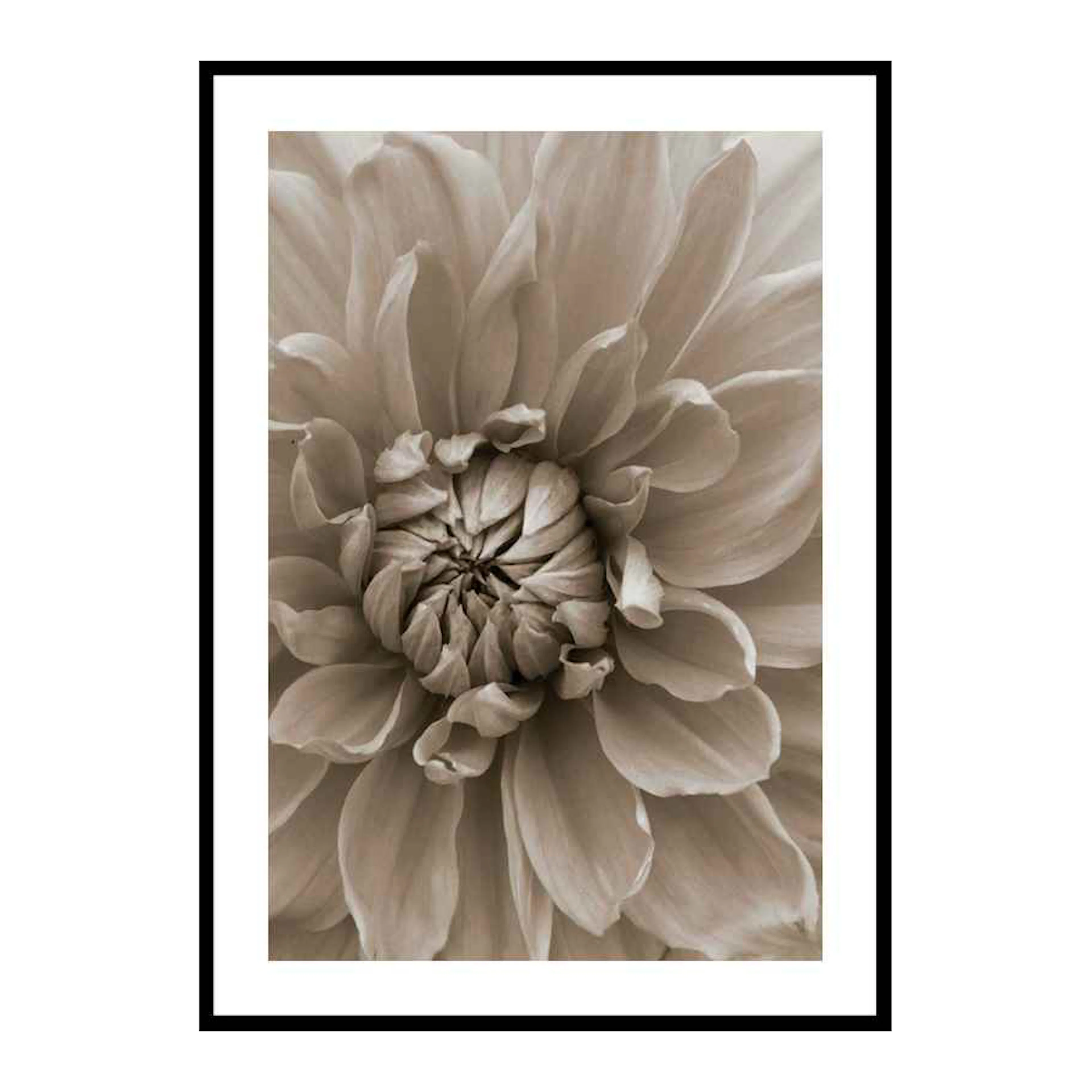 Autumn Dahlia 50x70 cm