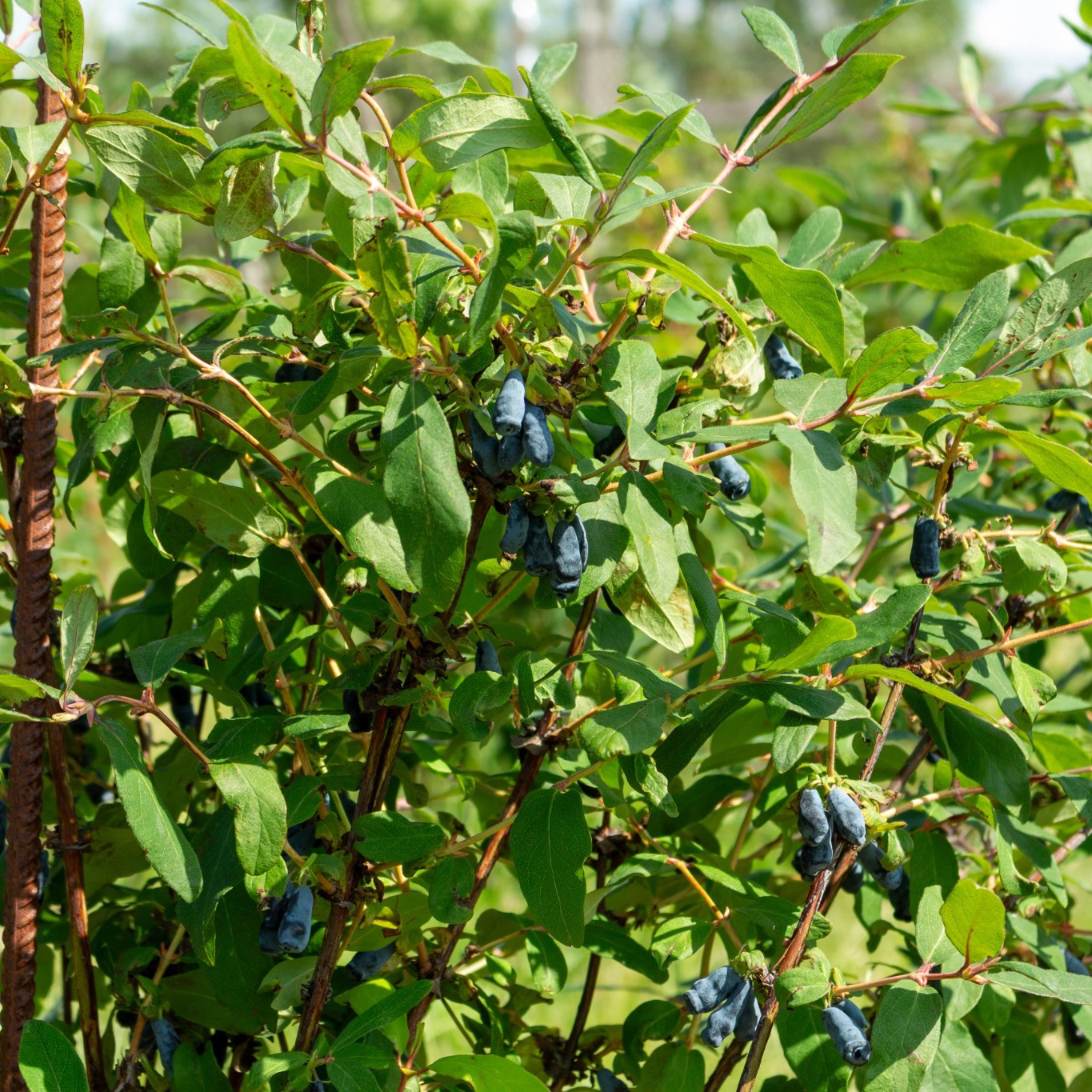 Bärbuske Omnia Garden Blåbärstry Kamtschatica Duet