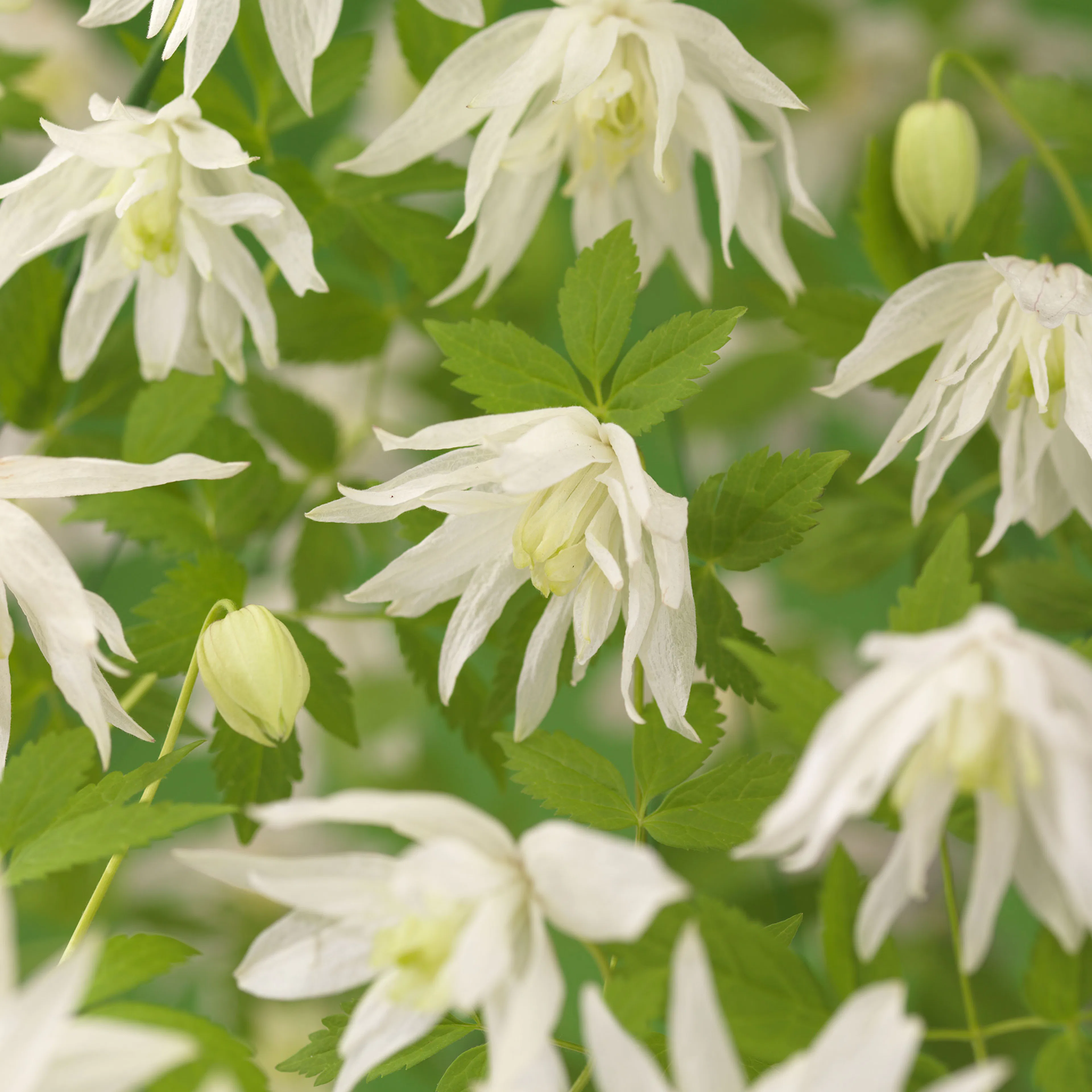 Klätterväxt Hybridklematis Omnia Garden 40-60 cm