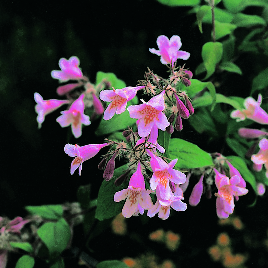 Paradisbuske Omnia Garden Solitär Prydnadsbuske Rosa Blomning 125-150 cm