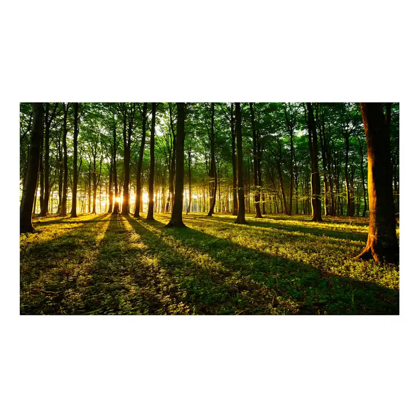 Fototapet Arkiio Självhäftande Mystical Morning II 490x280