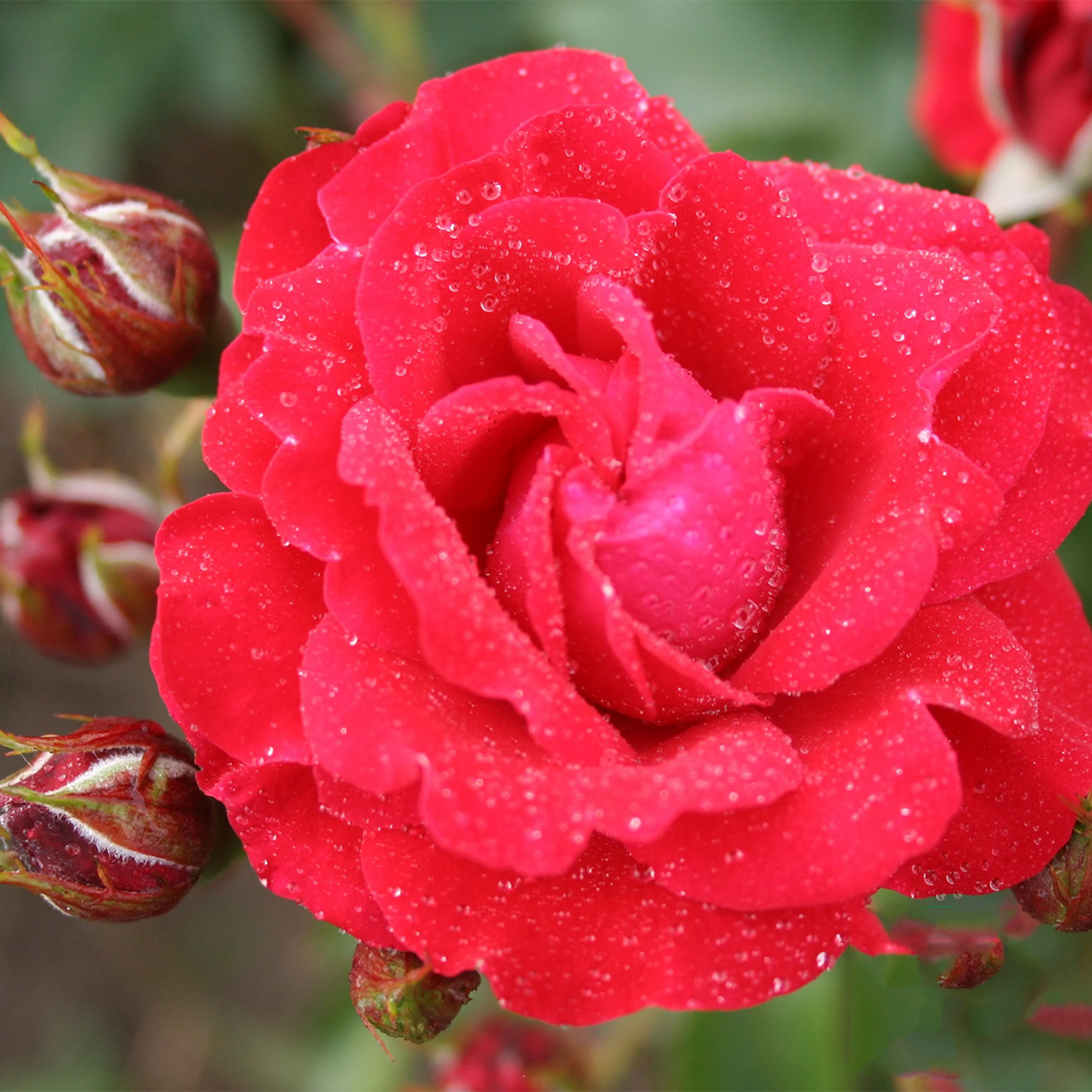 Rosa "Nina Weibull", 1-pack 1-pack