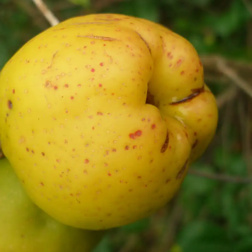 Fruktträd Omnia Garden Liten Rosenkvitten Balsgård Rondo 'Rondo'
