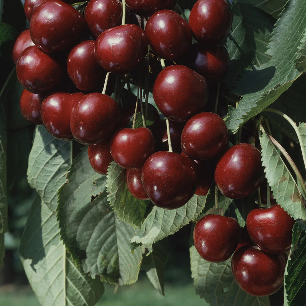 Sötkörsbärsträd Omnia Garden Sam