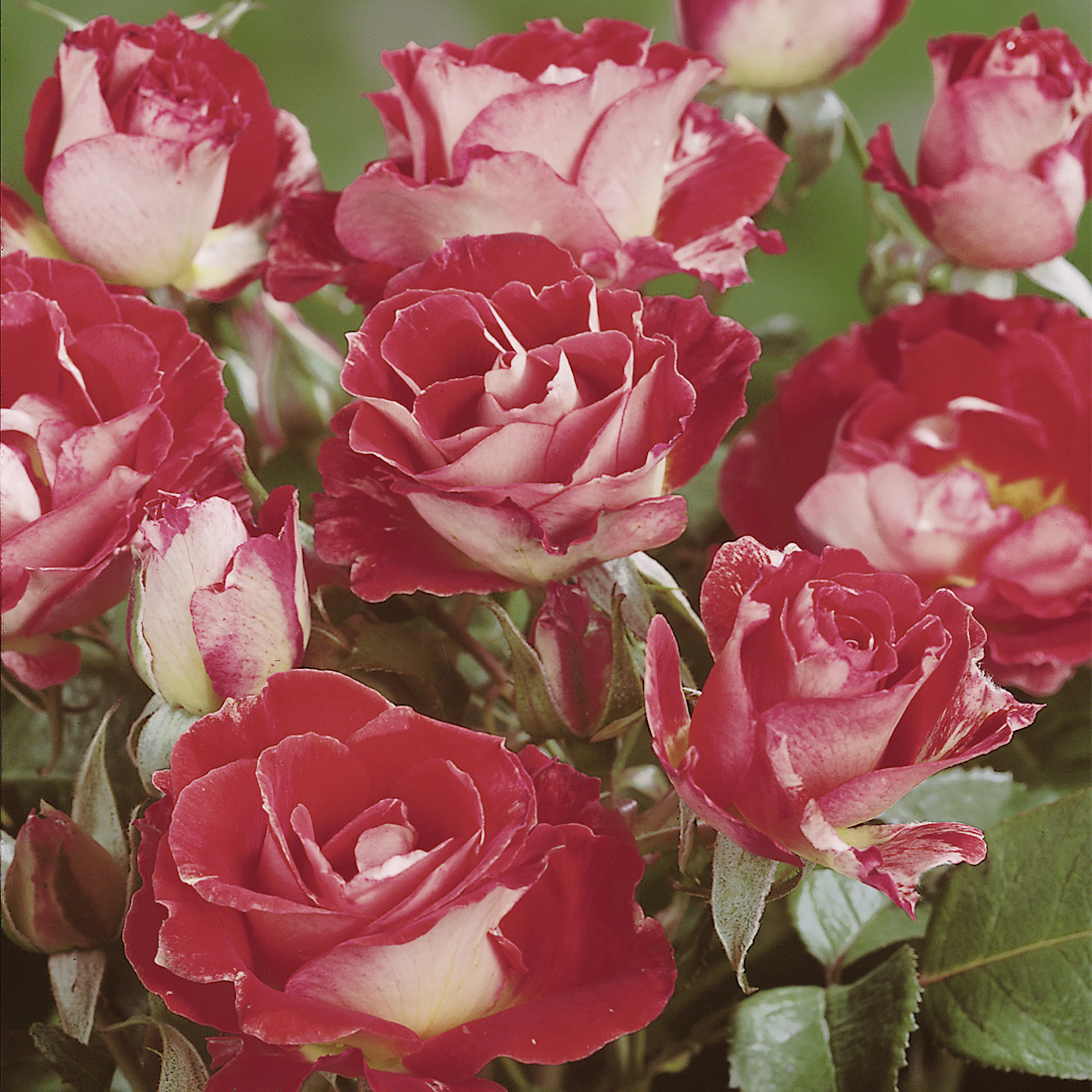 Rosa "Rock & Roll", 1-pack 1-pack
