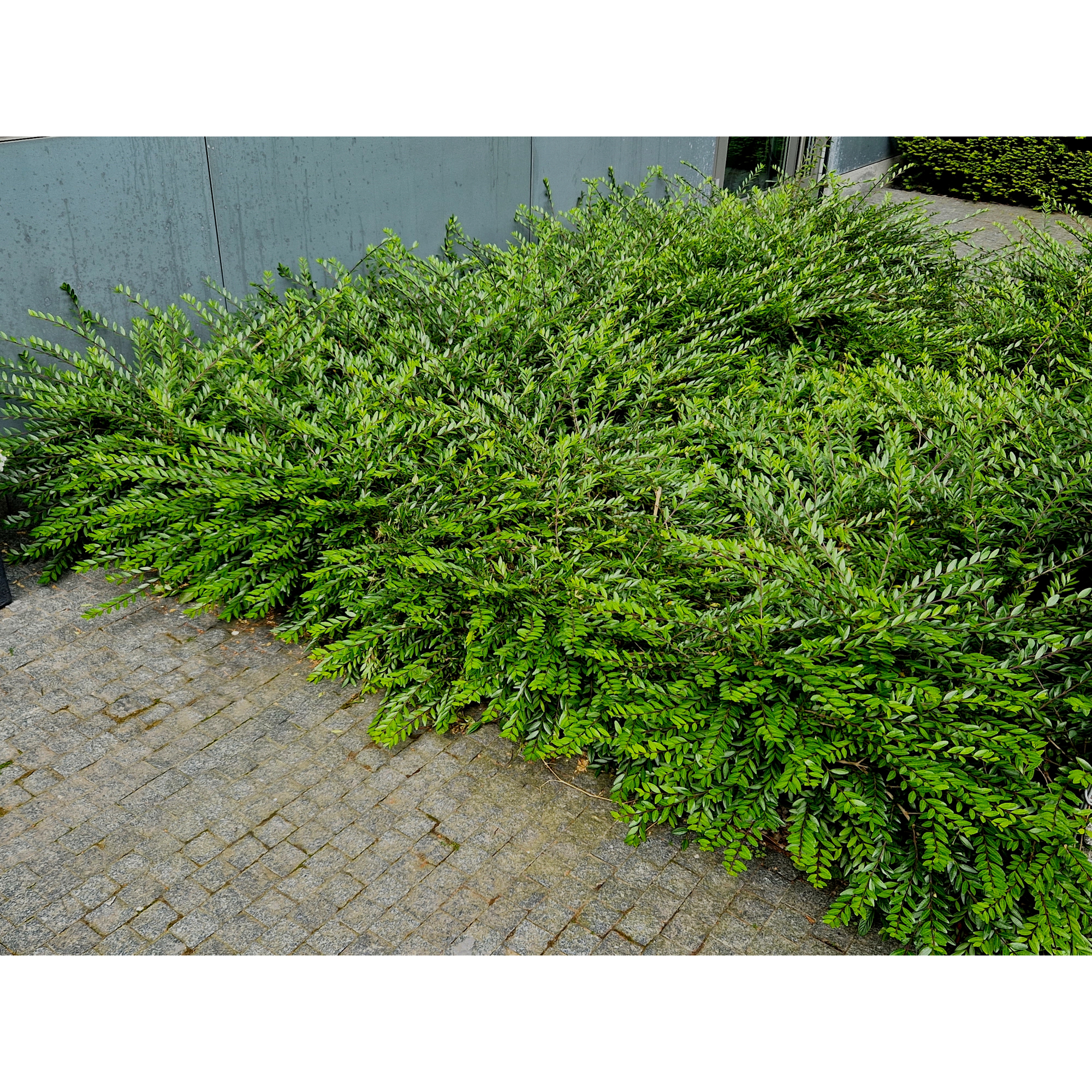 Prydnadsbuske Omnia Garden Myrtentry