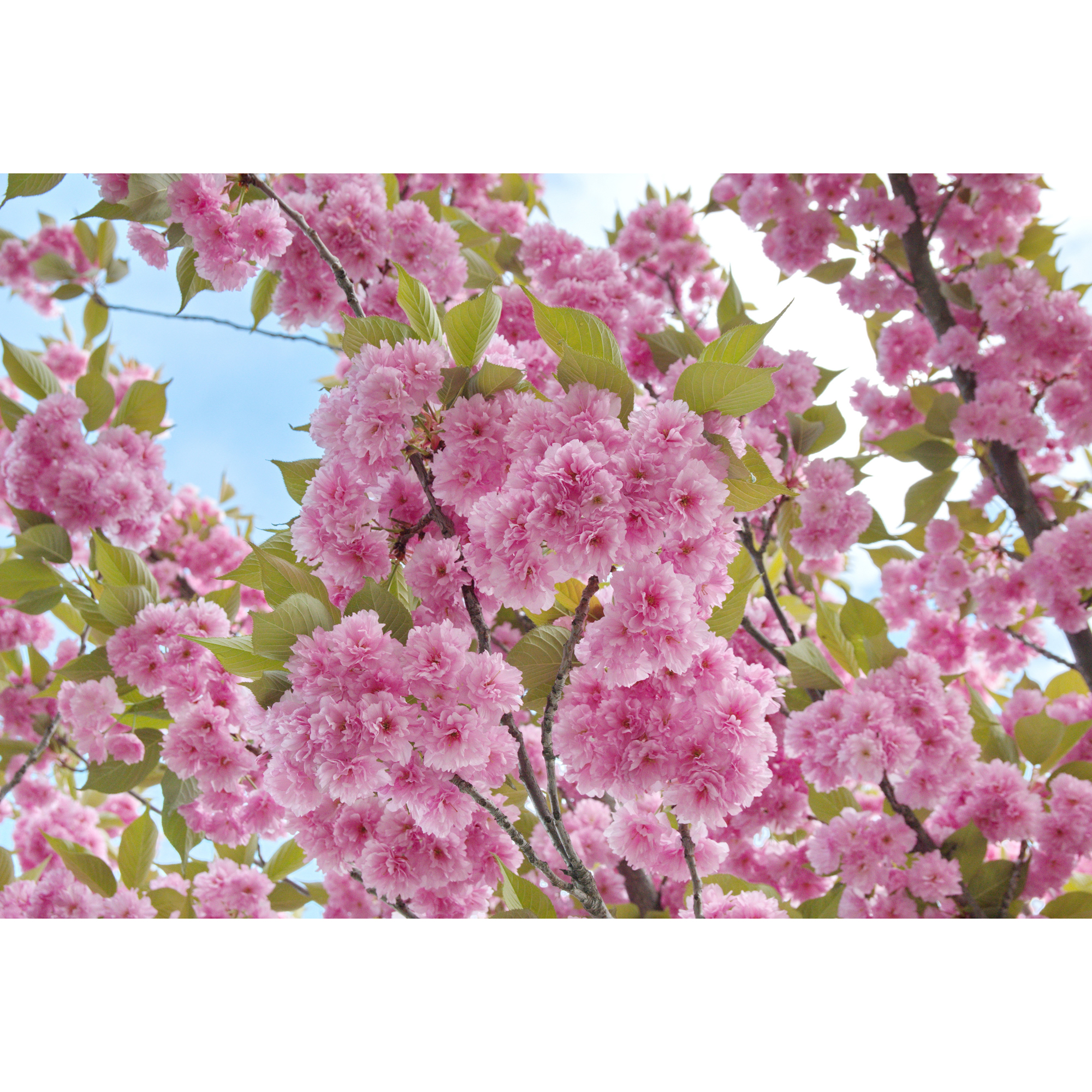 Pryndadsträd Omnia Garden Frilandsodlat Japanskt Körsbärsträd, Högstamsträd