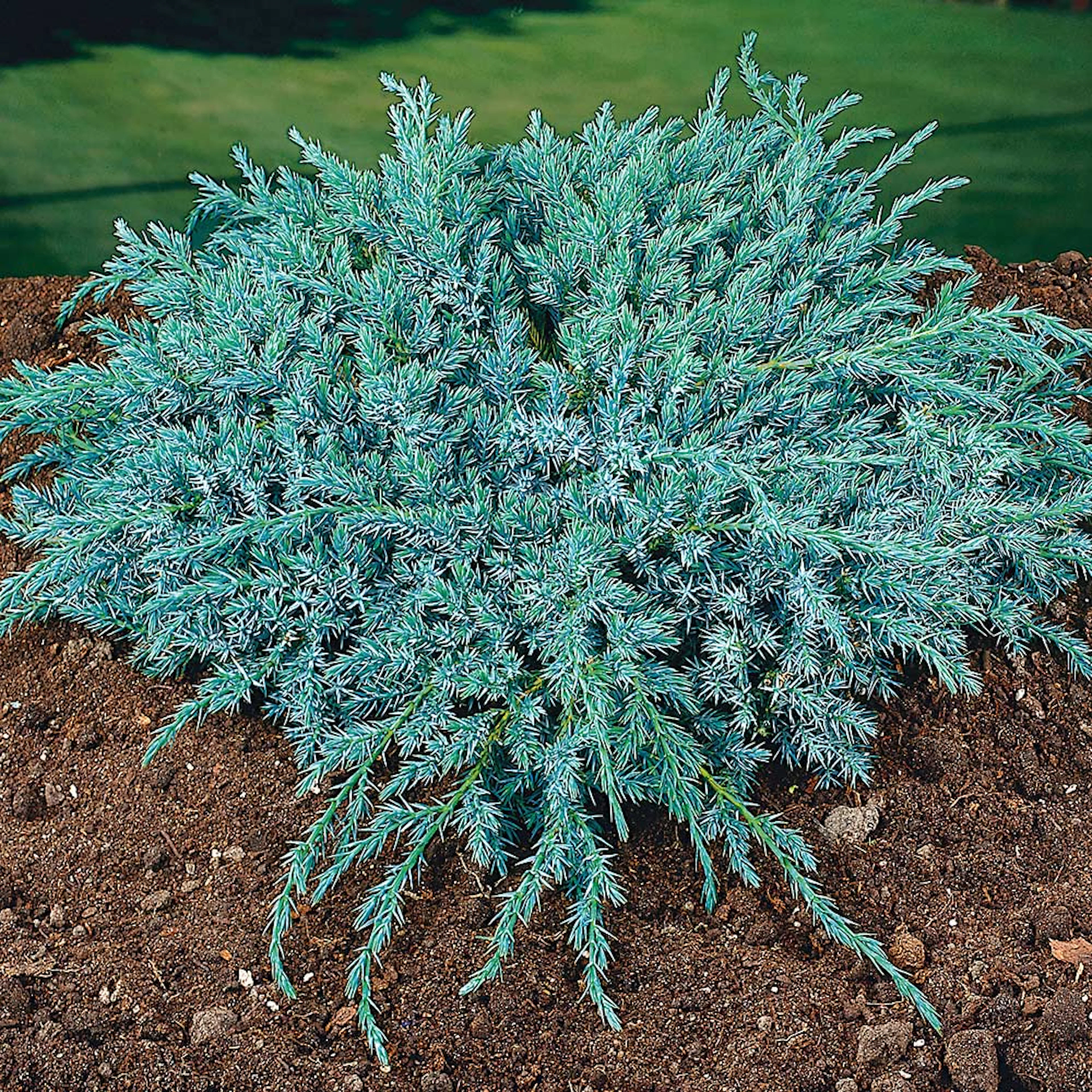 Himalaya-en Omnia Garden Blue Carpet 30-35 cm