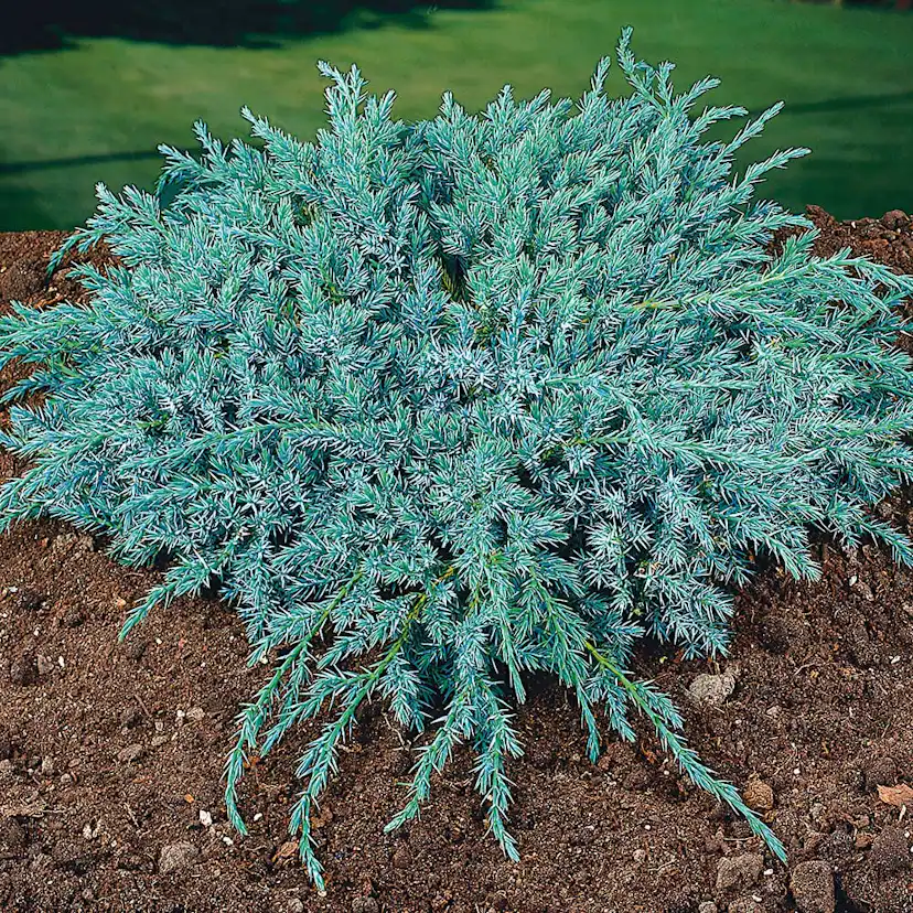 Himalaya-en Omnia Garden Blue Carpet 30-35 cm