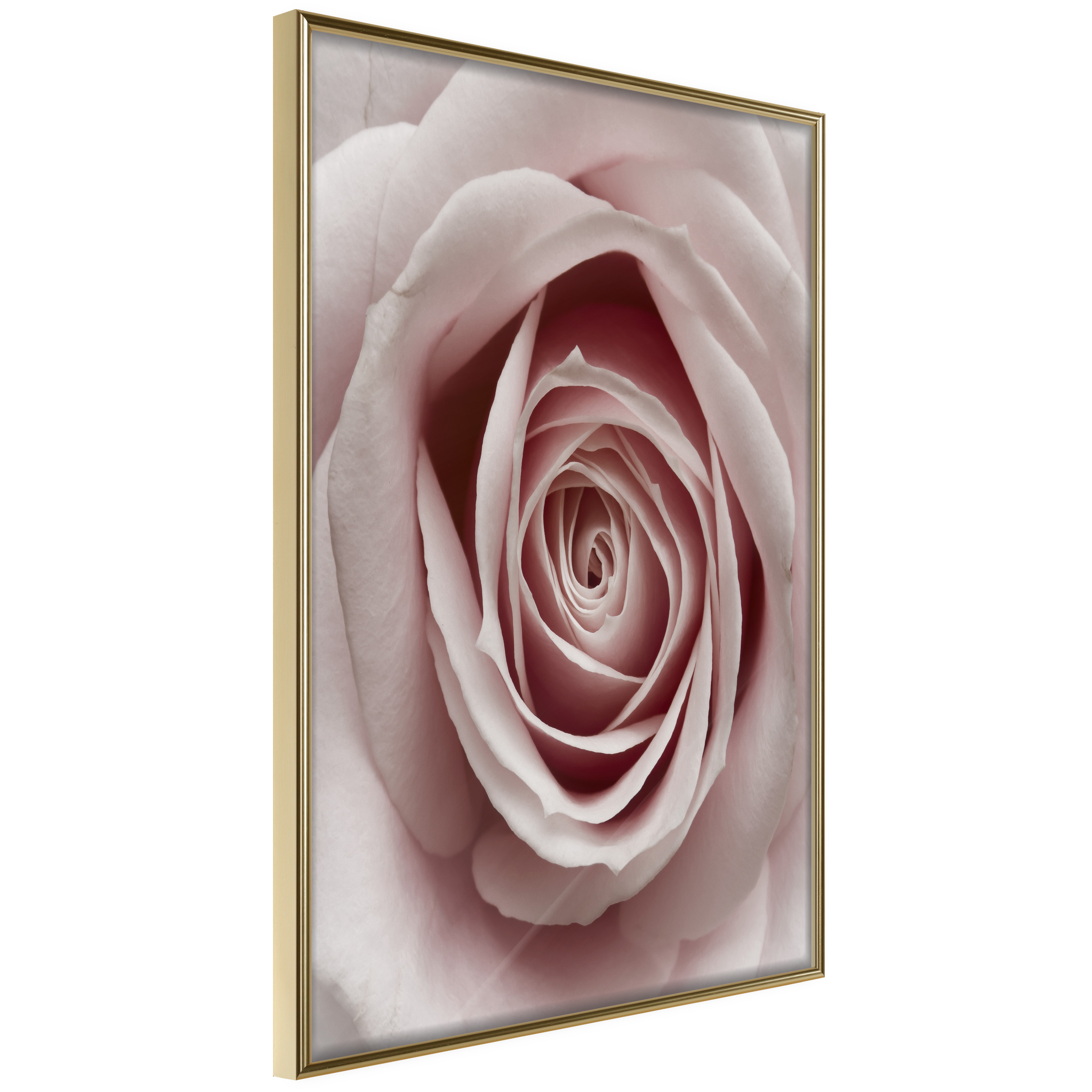 Affisch - Pastel Rose [Poster] 40x60 Guld ram, 40x60 cm