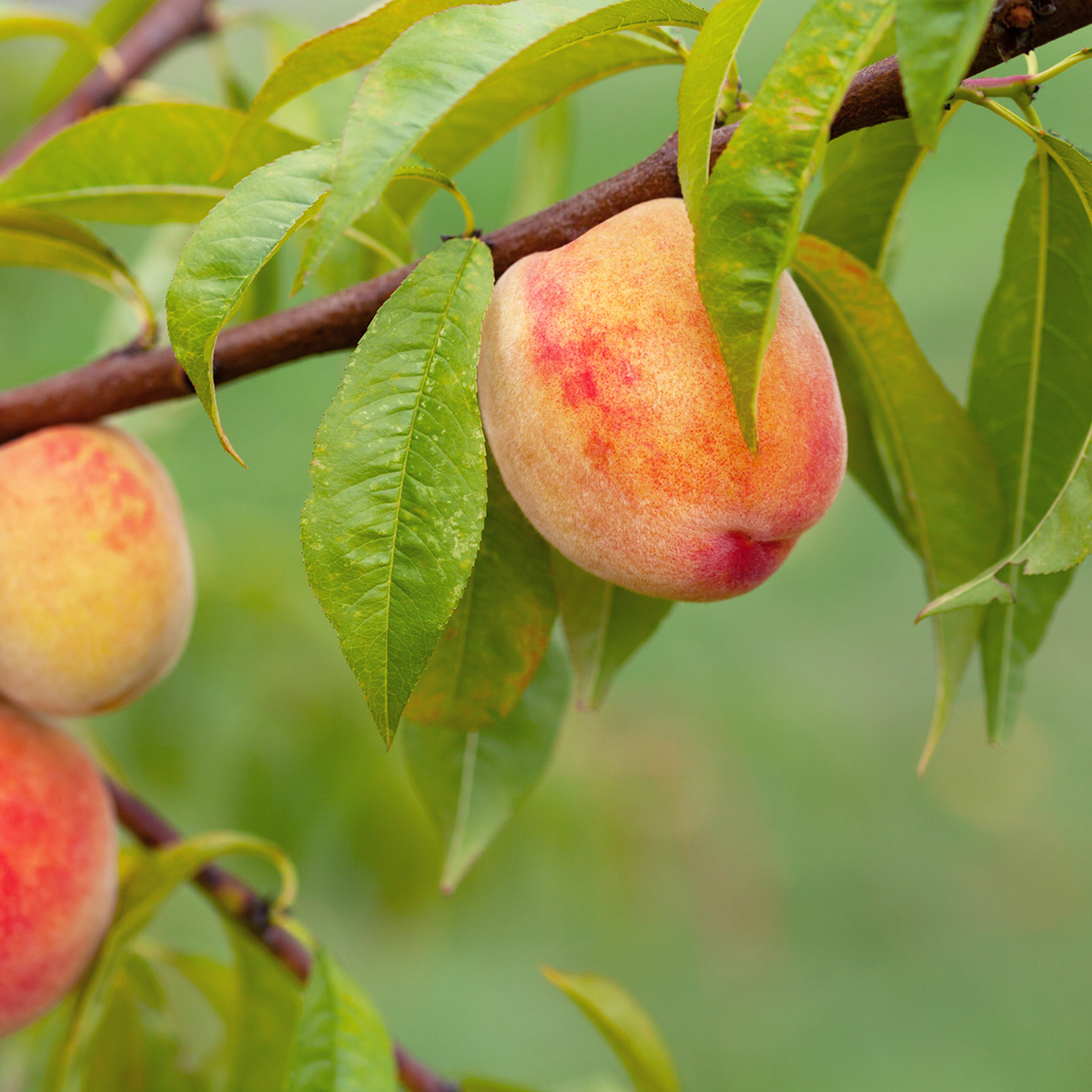 Träd Omnia Garden Persikot Redhaven - Fruktträd