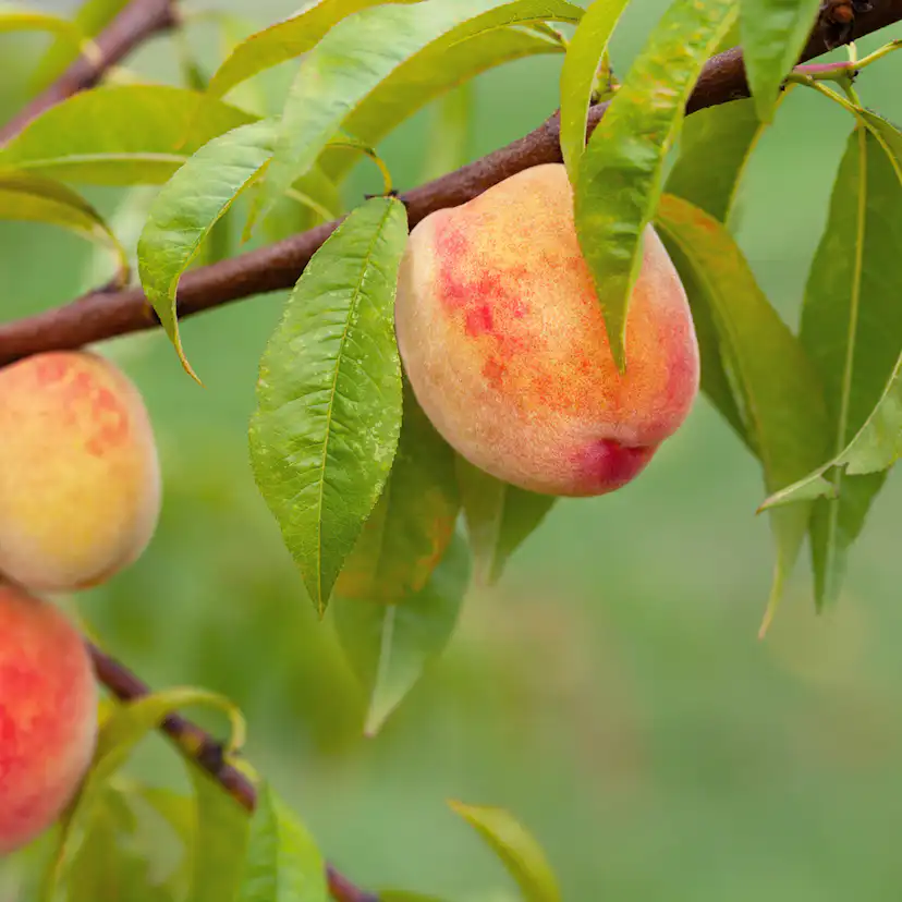 Träd Omnia Garden Persikot Redhaven - Fruktträd