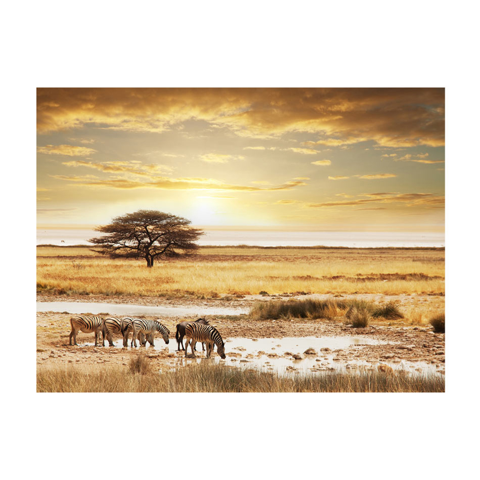 Afrikanska zebror runt vattenhål 400x309 Storlek: 400x309 cm