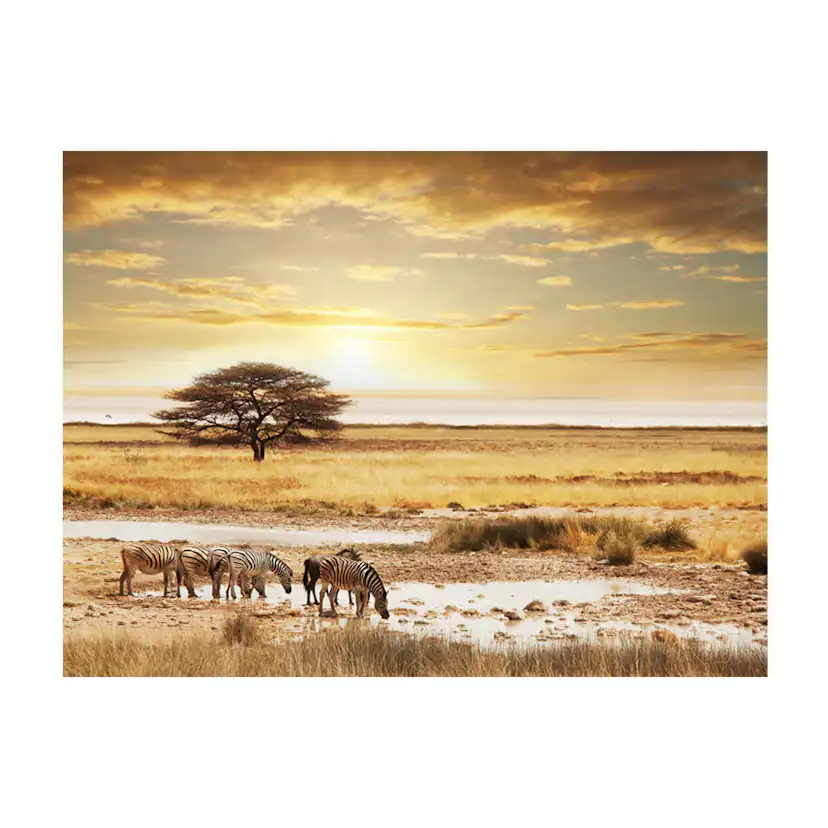 Afrikanska zebror runt vattenhål 350x270 Storlek: 350x270 cm