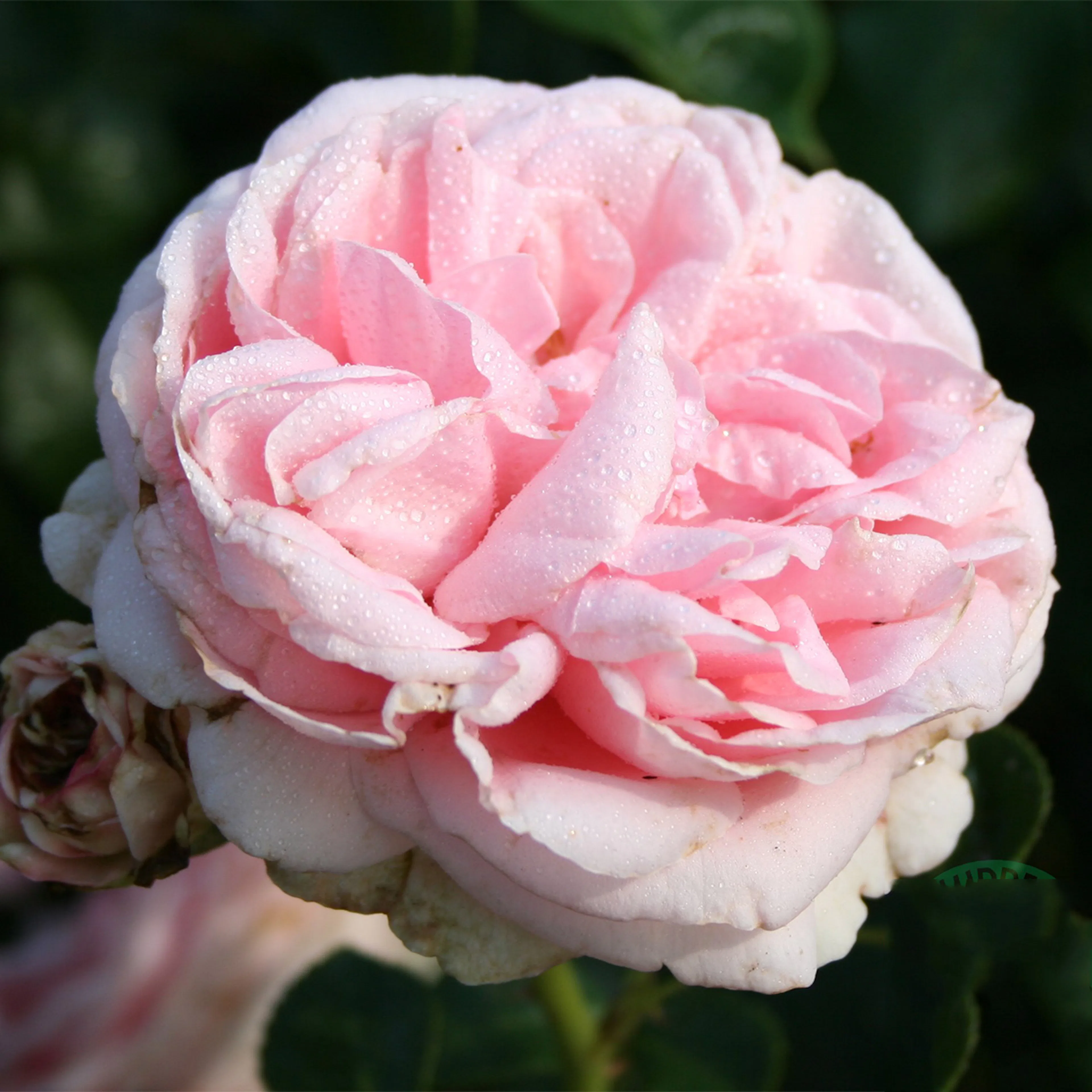 Rosa "Giardina", 1-pack 1-pack