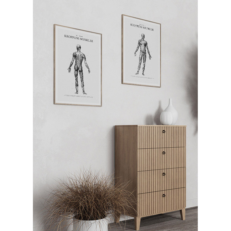 Poster Gallerix Kroppens Muskler Framsida