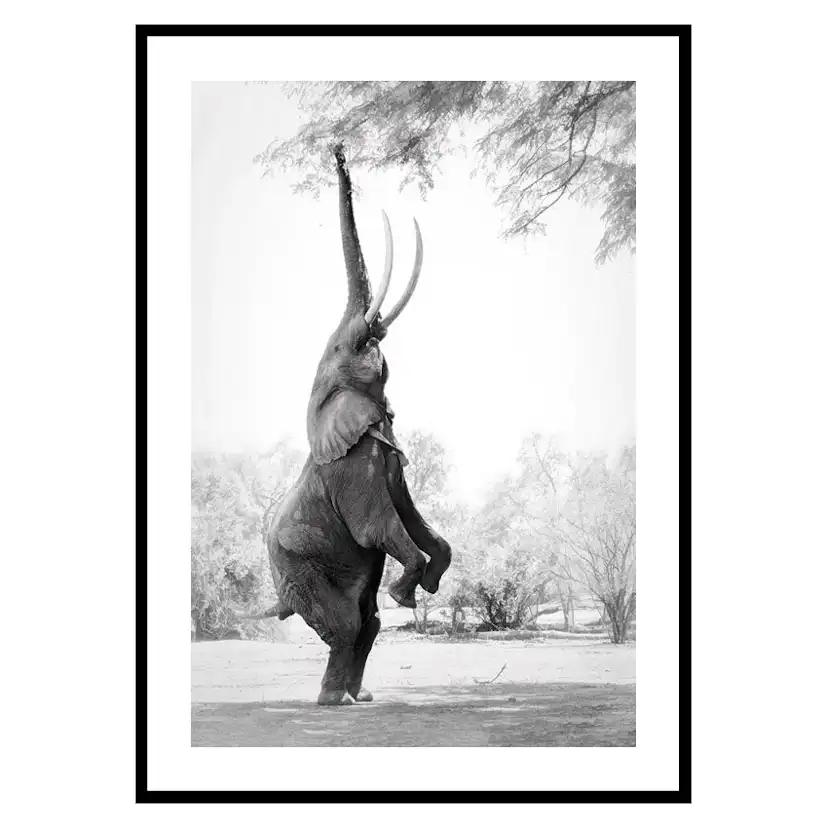 Poster Gallerix Standing Tall Elephant