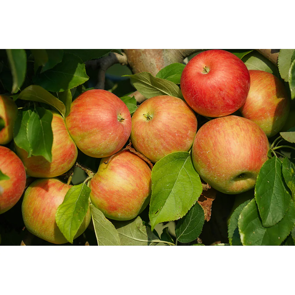 Äppelträd Omnia Garden Malus Domestica Fredrik E