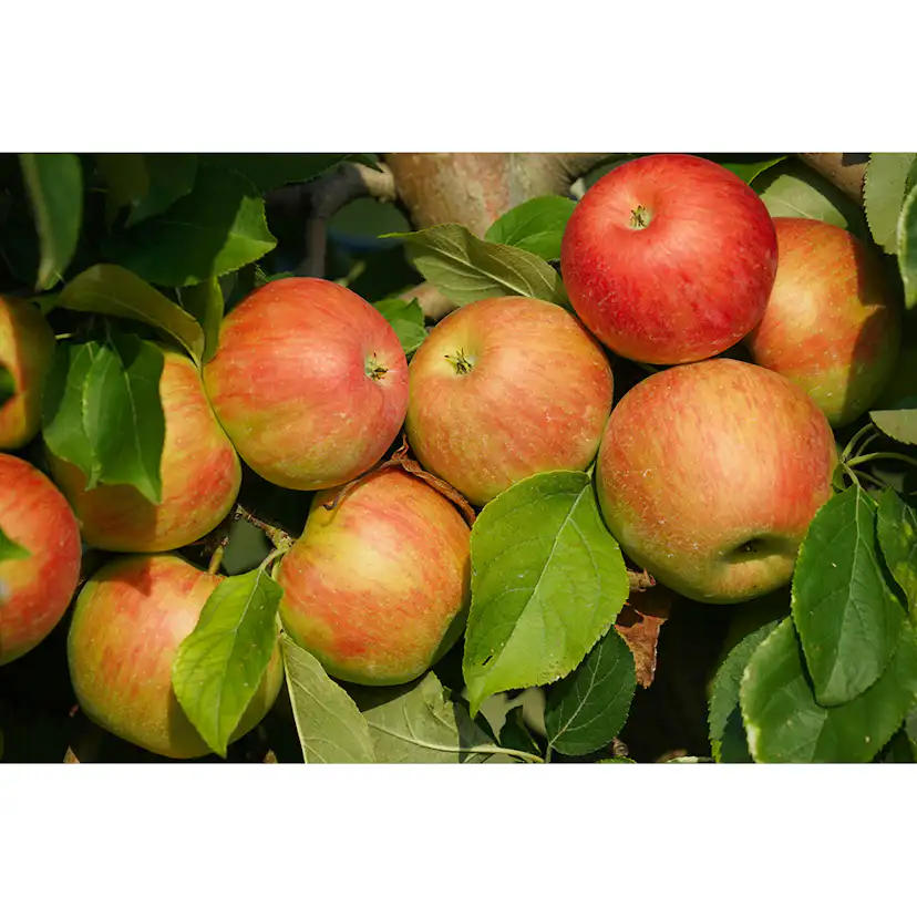 Äppelträd Omnia Garden Malus Domestica Fredrik E