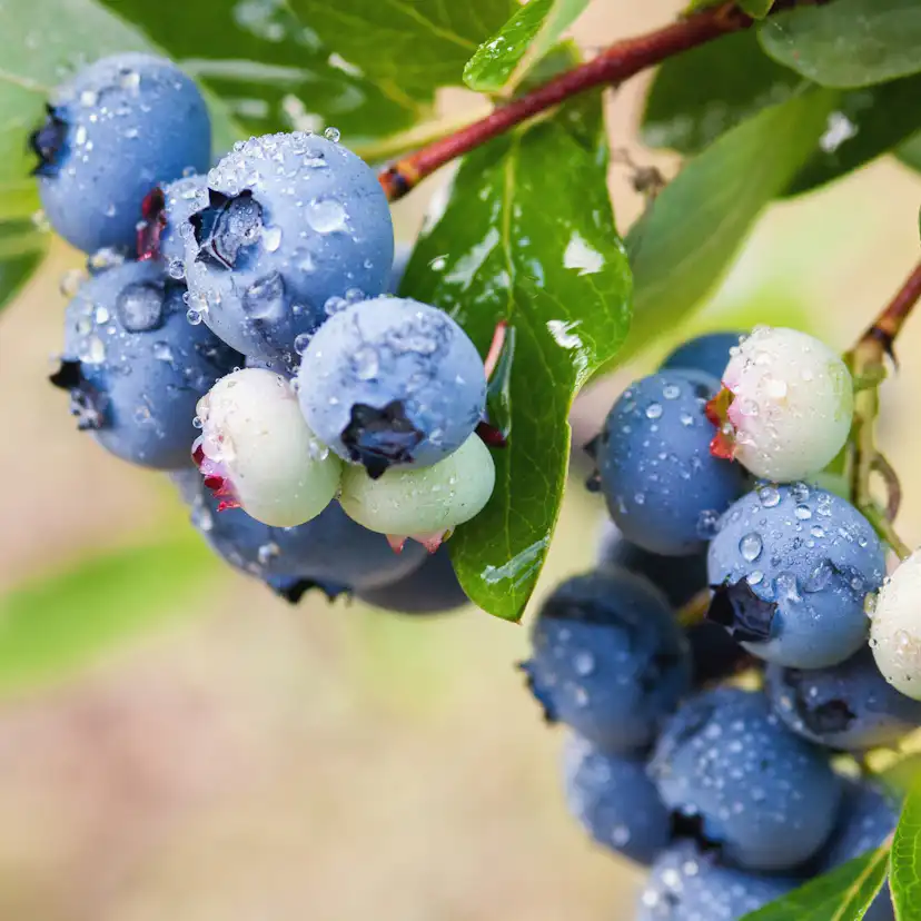 Bärbuske Omnia Garden Amerikanskt Blåbär Vaccinium Corymbosum Alfred E