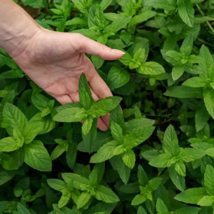 Odlingsmatta Turfquick Oregano