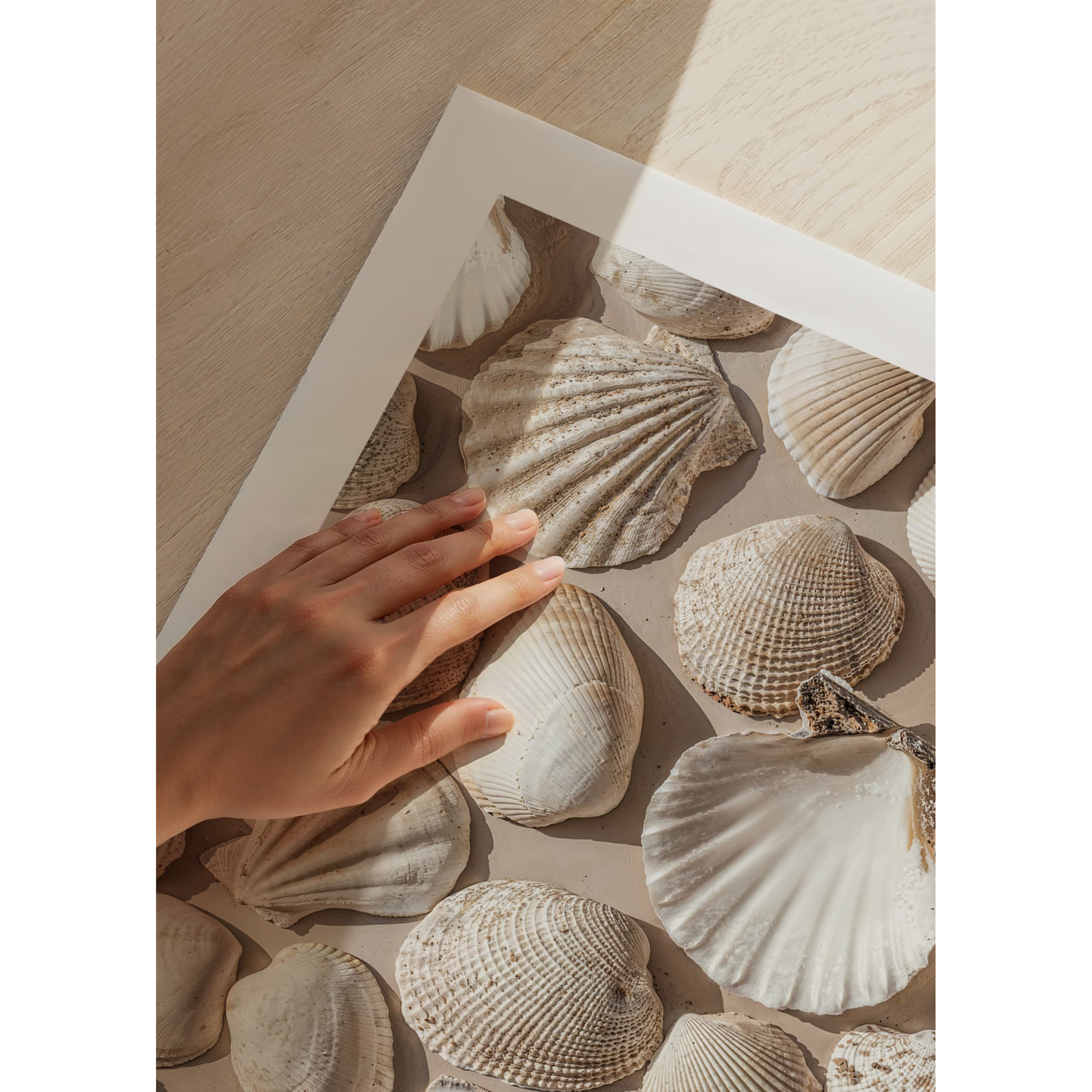 Poster Gallerix Coastal Seashell Medley