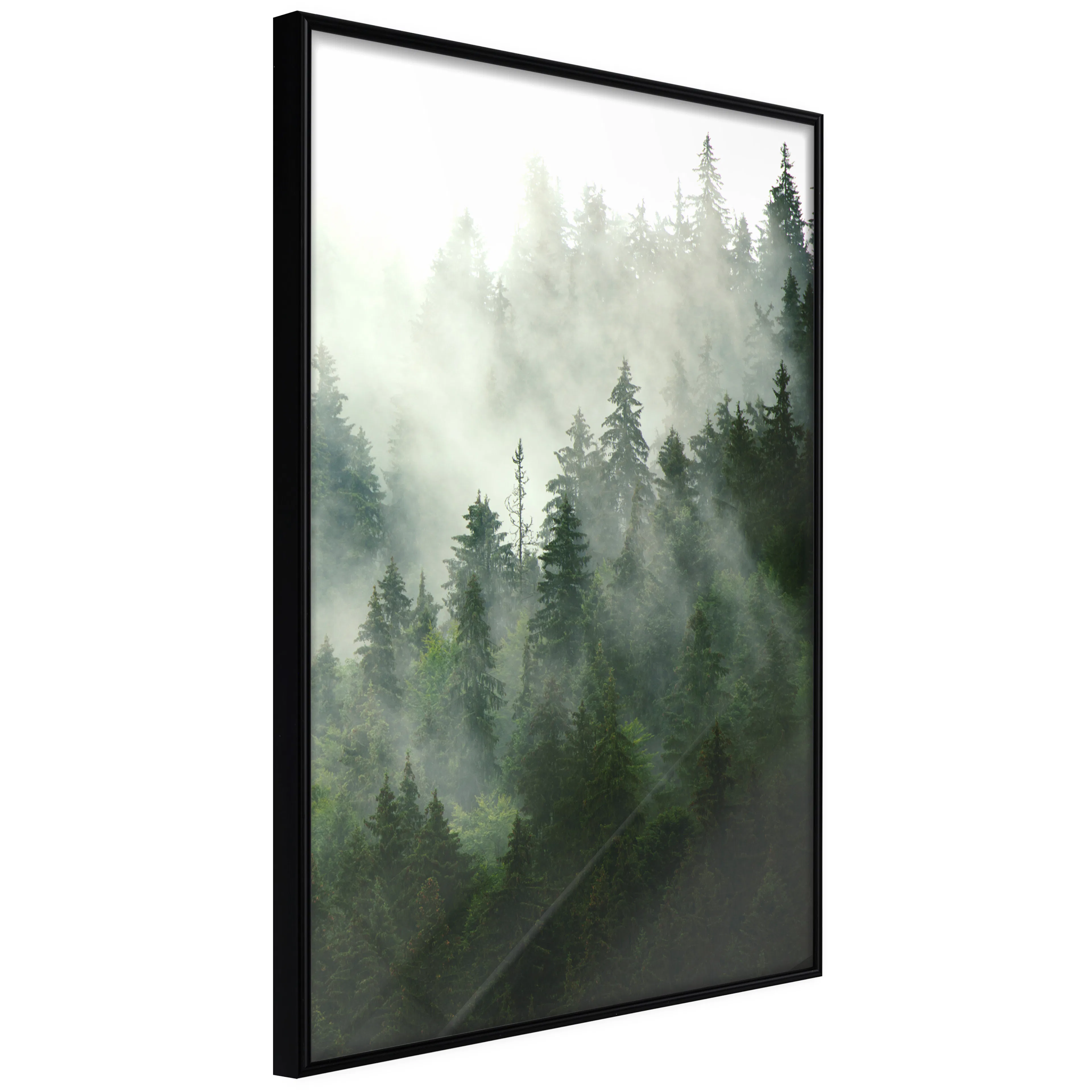 Affisch - Coniferous Forest [Poster] 40x60 Svart ram, 40x60 cm
