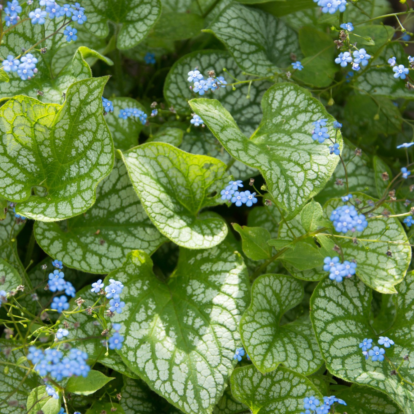 Perenn Omnia Garden Perennpaket Pollinatörernas Favorit