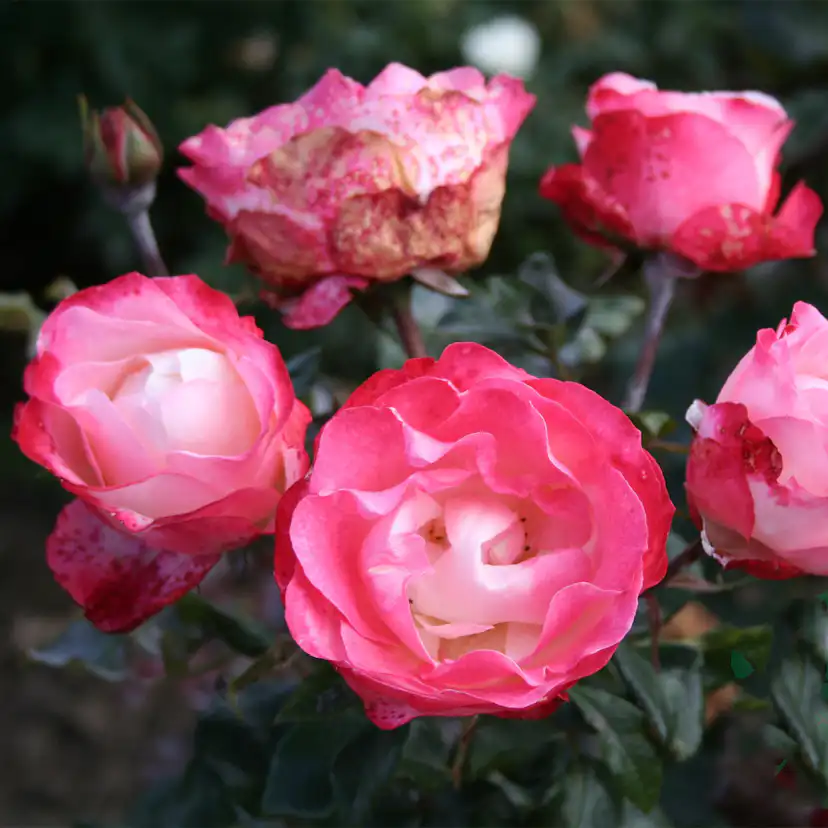 Storblommig Rabattros Omnia Garden Nostalgie