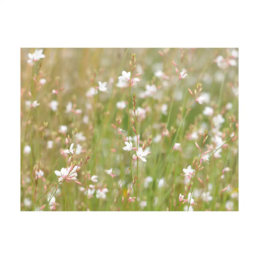 Fototapet Arkiio Vita Känsliga Blommor