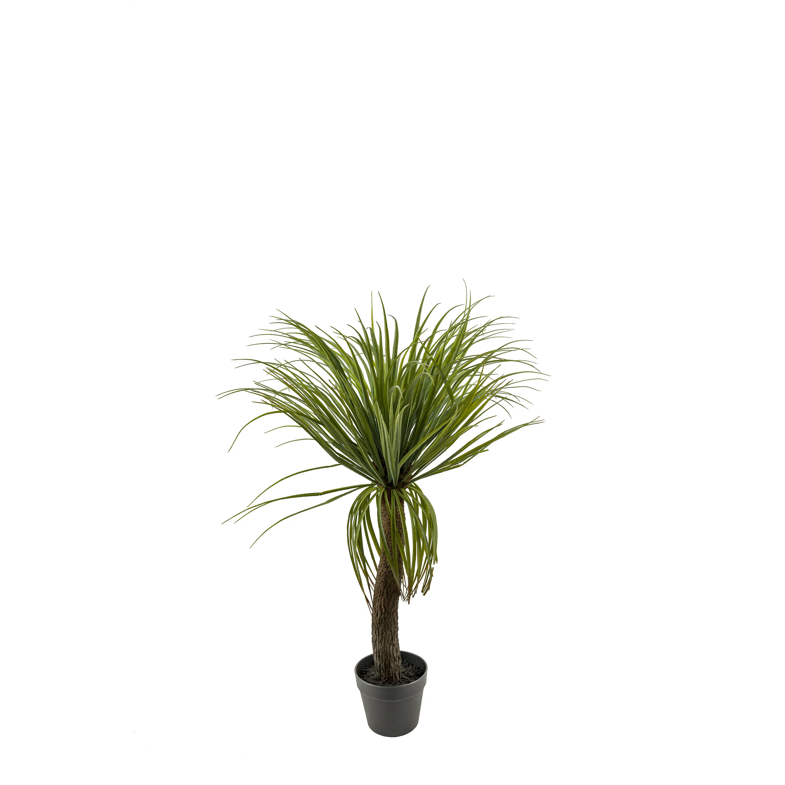 Konstväxt Mr Plant Flasklilja