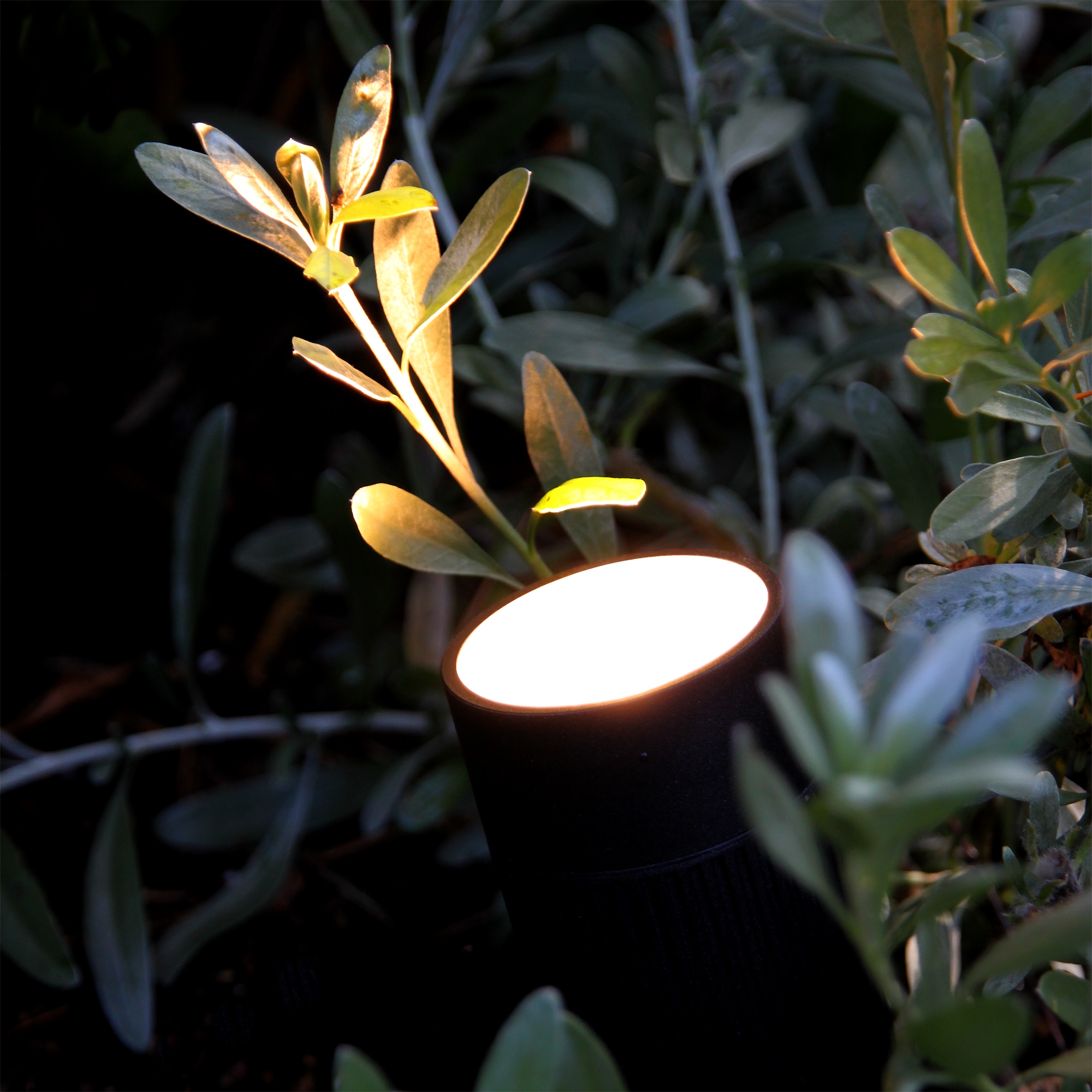 Markspot Lightson Medusa