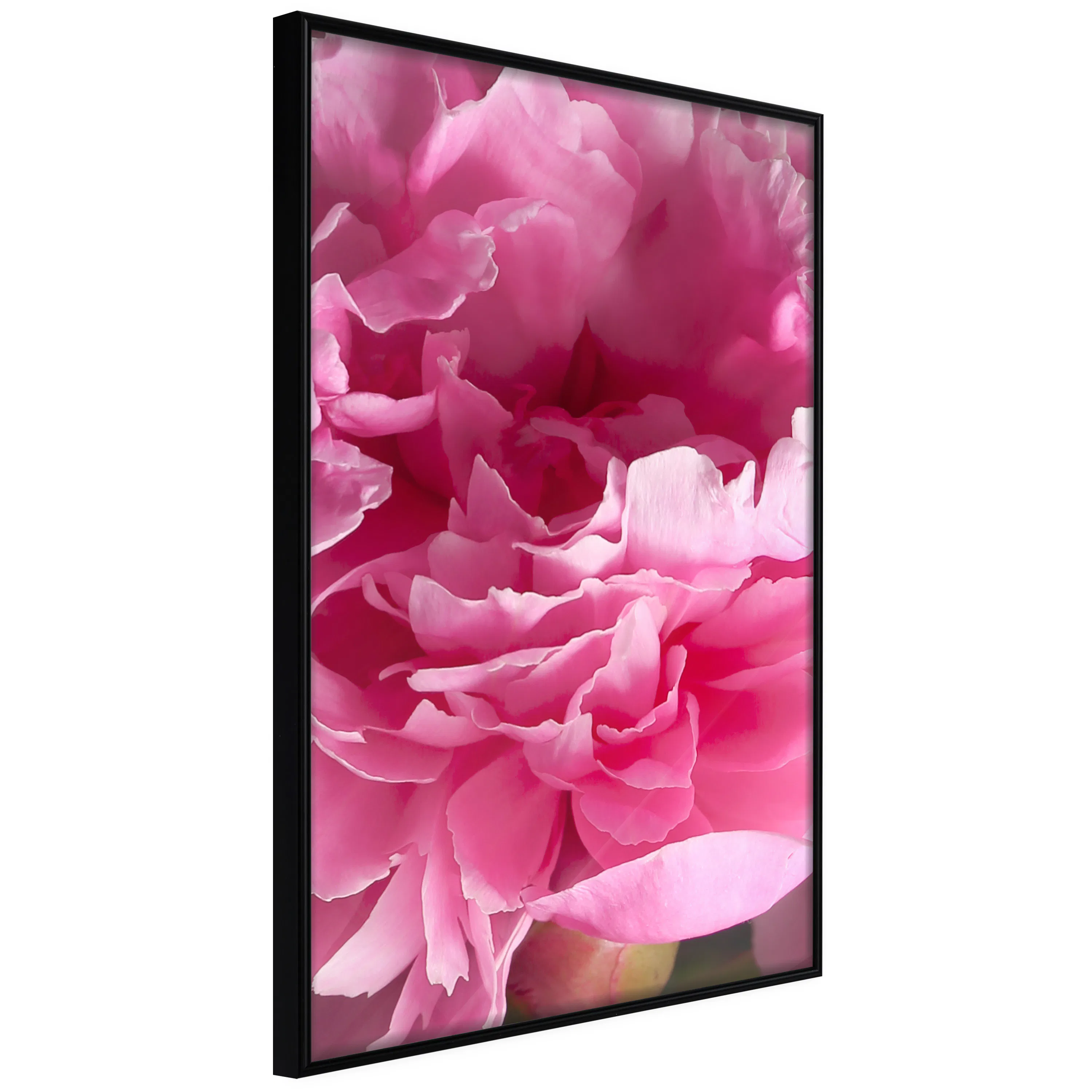Poster Artgeist Affisch Beautiful Peonies