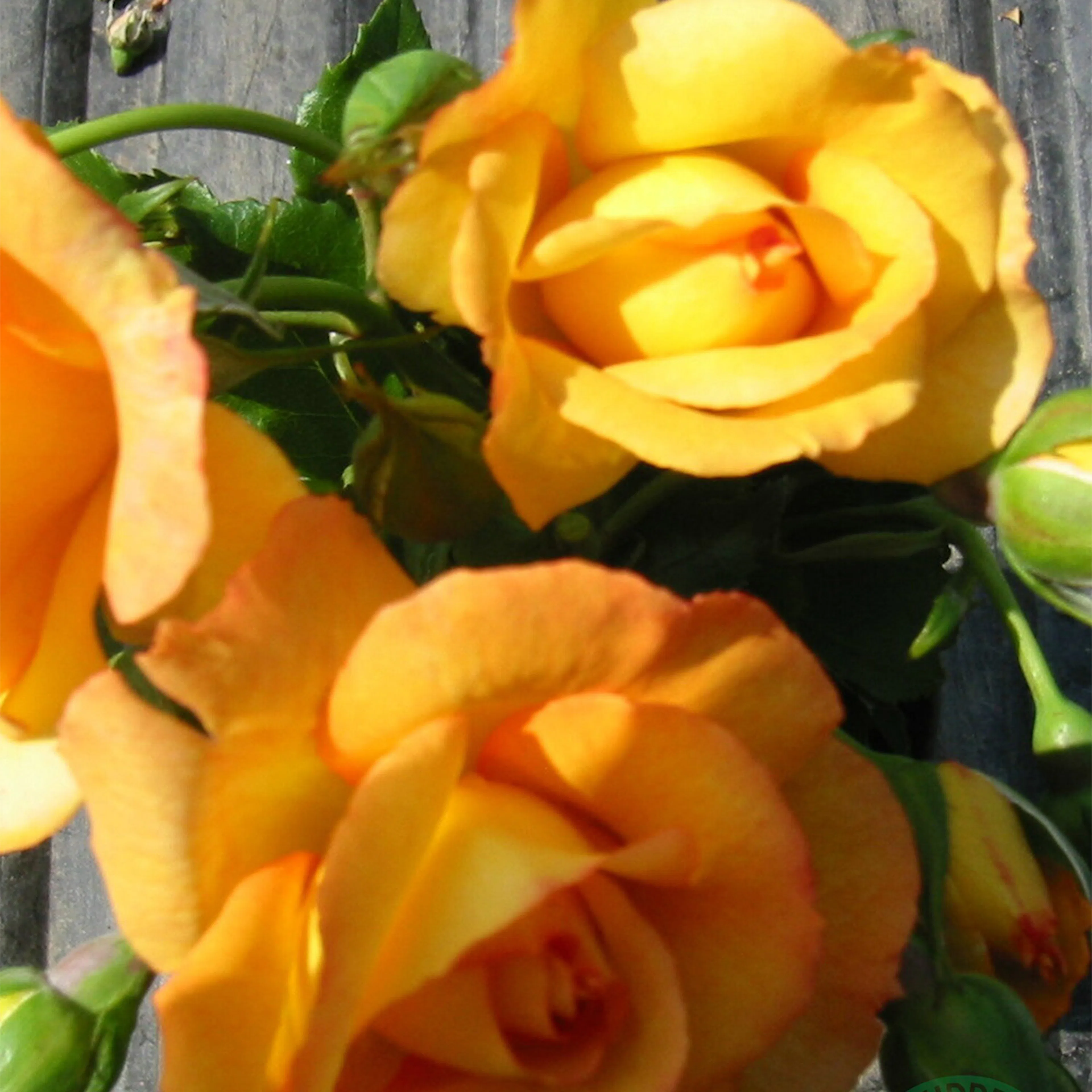 Rosa "Sahara", 10-pack 10-pack