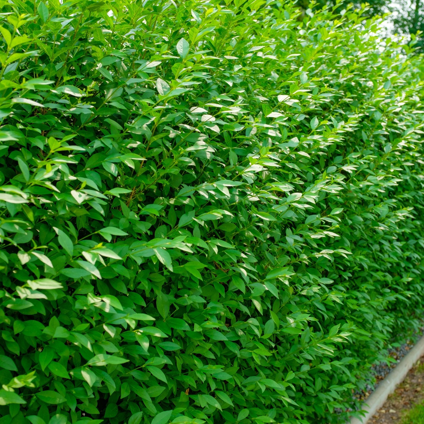 Planta Vinterliguster Liga Omnia Garden Krukodlade 10st