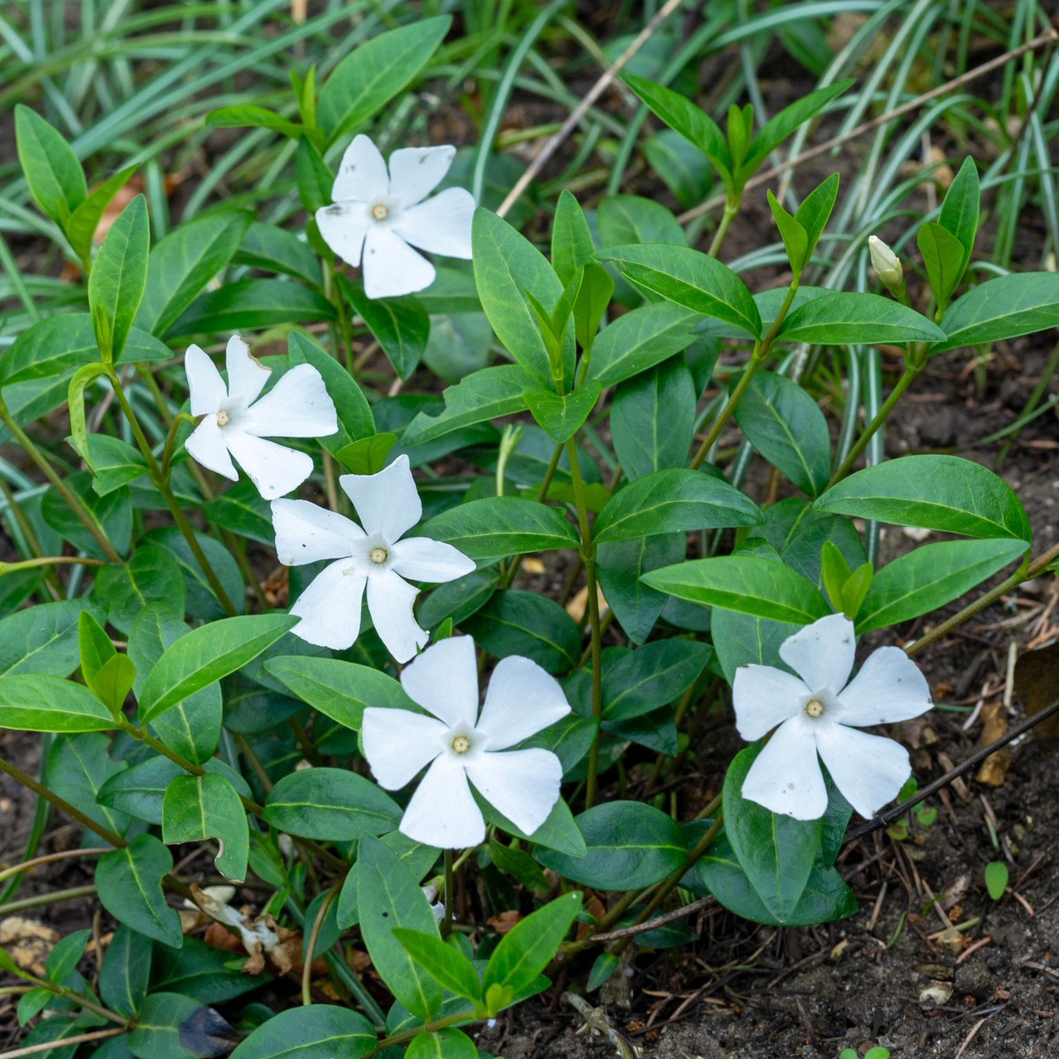 Perenn Omnia Garden Perennpaket Långvarig Trädgård
