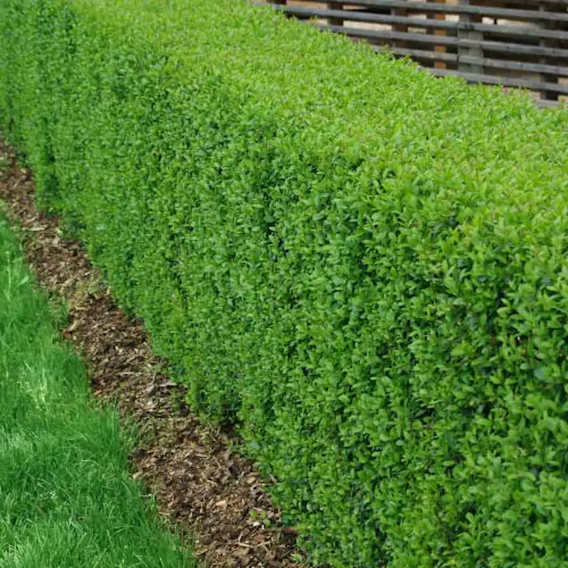 Häck Omnia Garden Vinterliguster Liga 125-150 cm