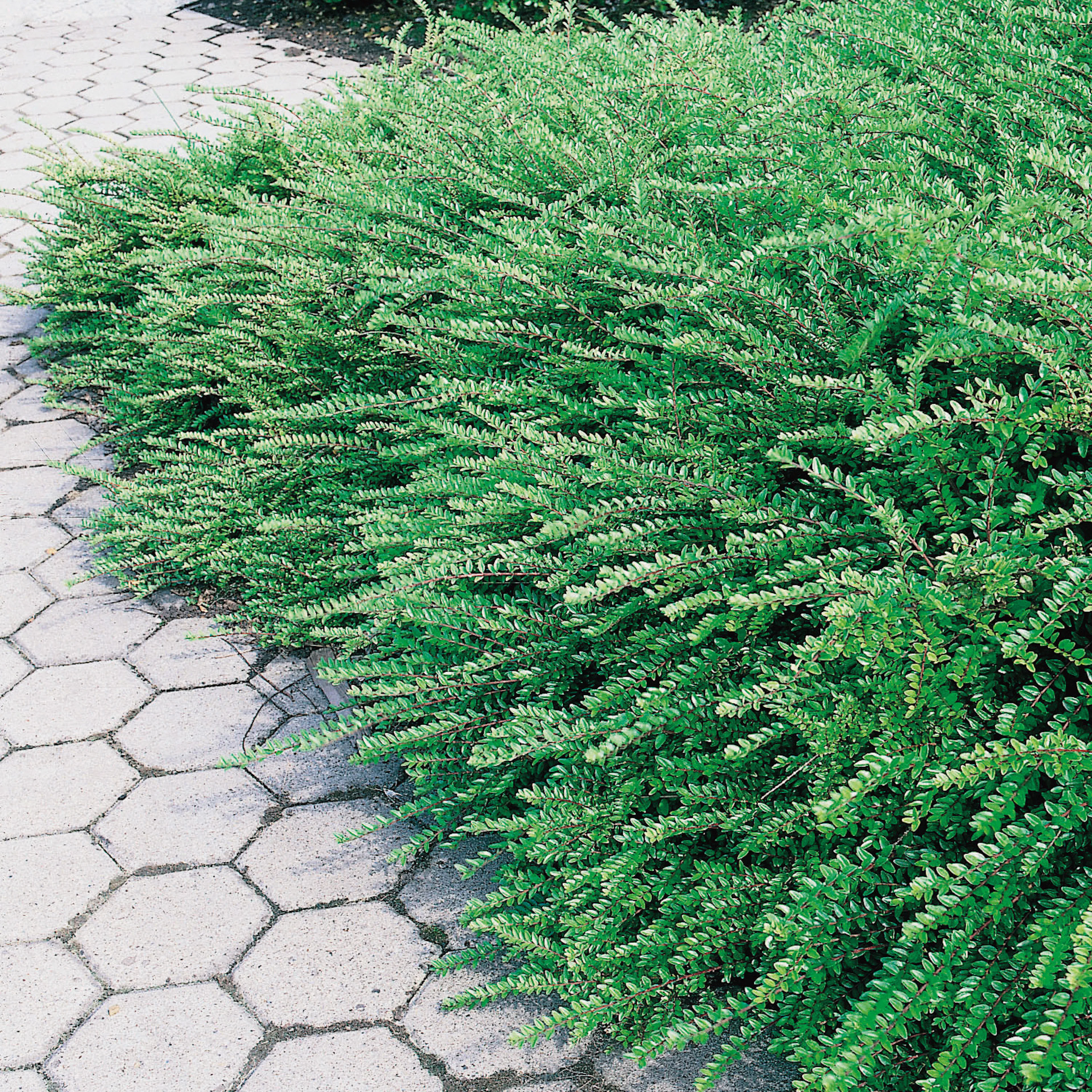 Prydnadsbuske Omnia Garden Myrtentry