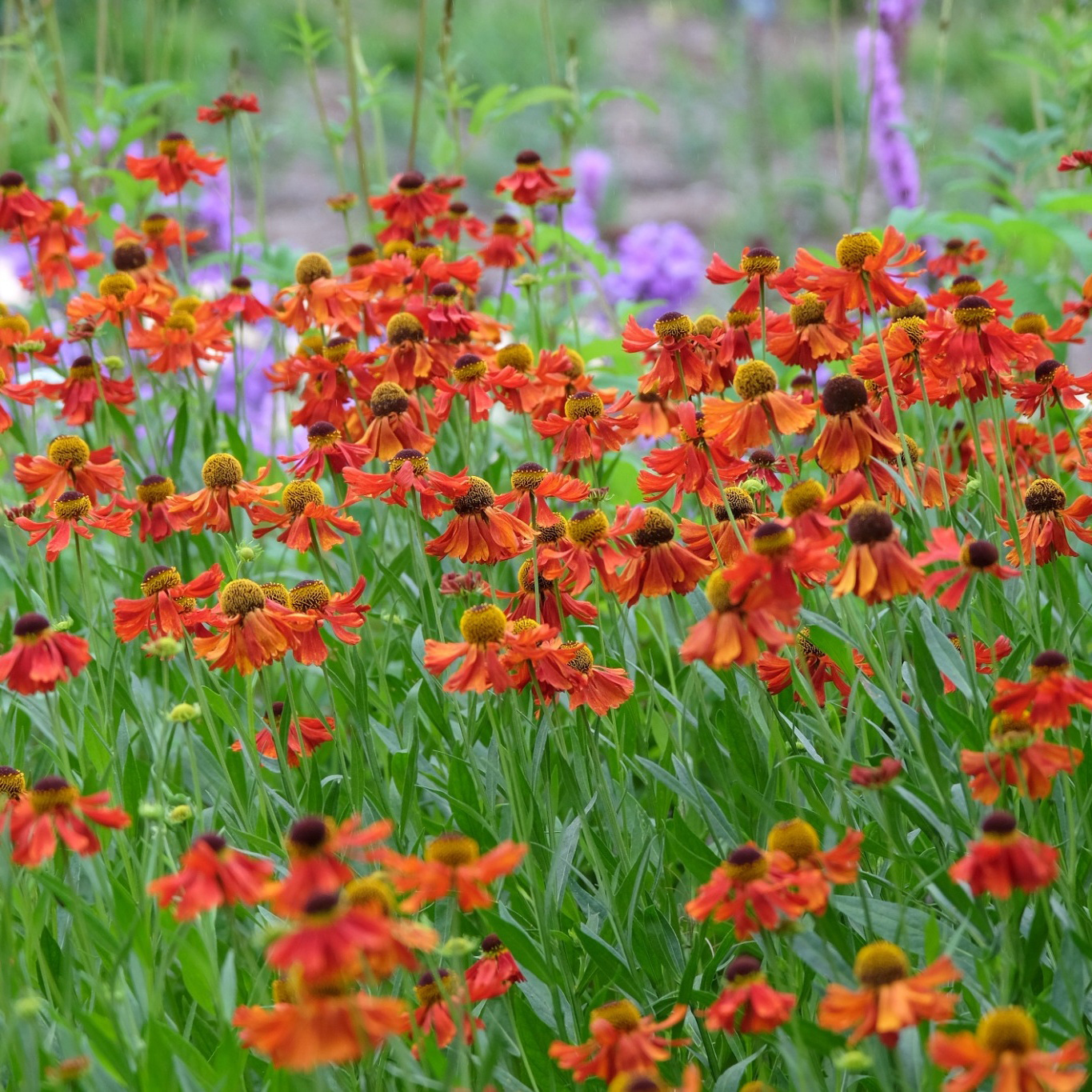 Perenn Omnia Garden Trädgårdssolbrud Helenium Autumnale Gr. Moerheim Beauty