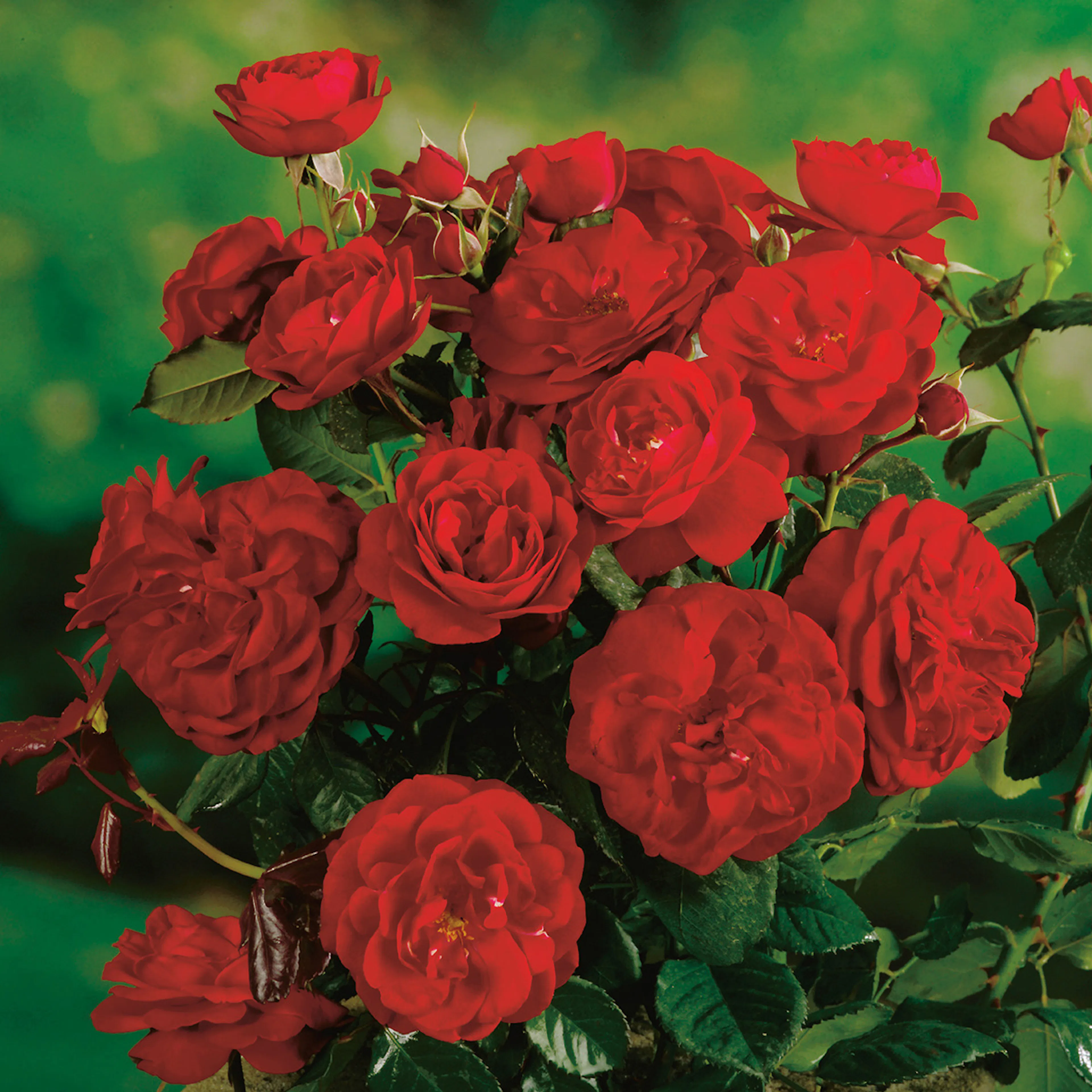 Rosa "Carl Philip", 1-pack 1-pack