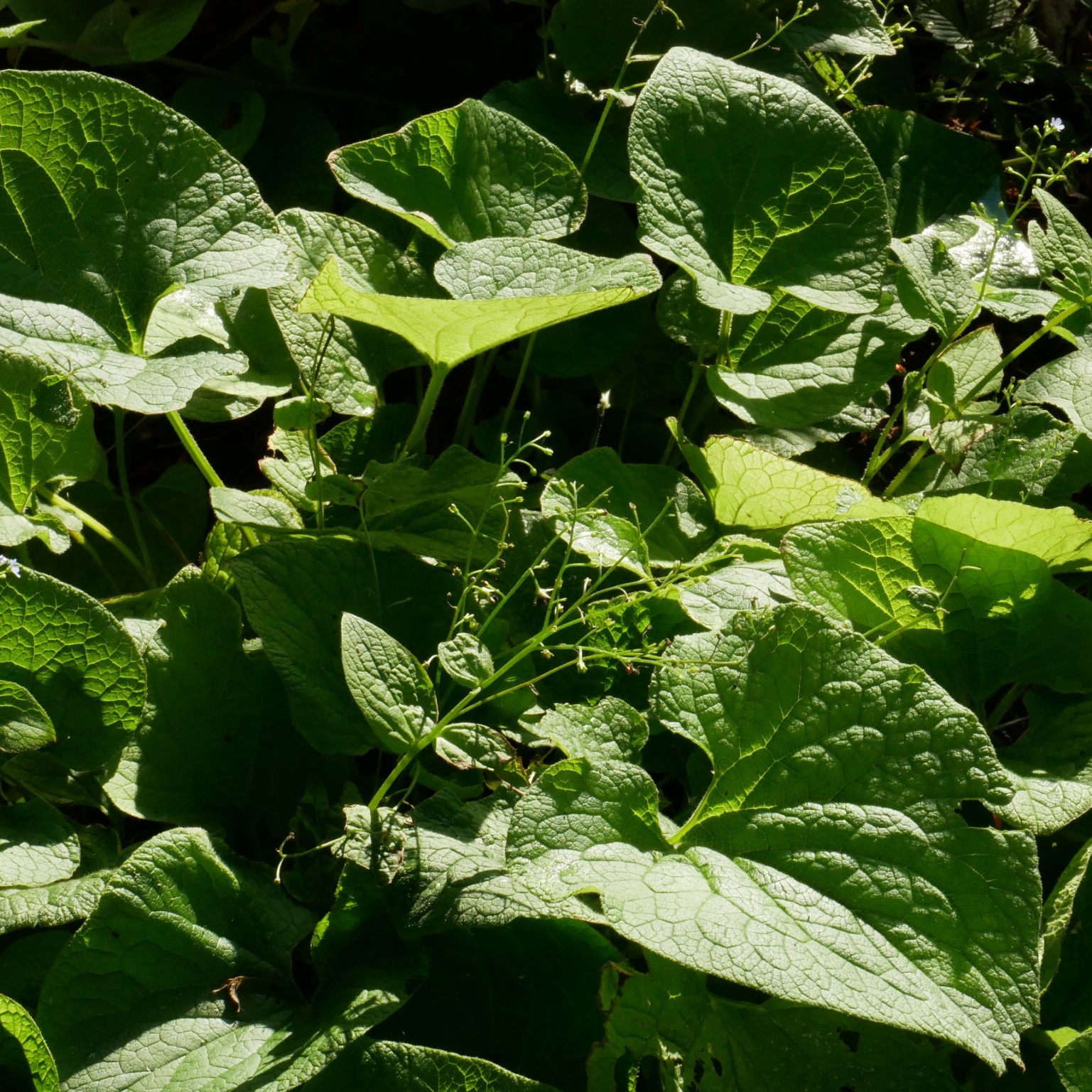 Perenn Omnia Garden Kaukasisk Förgätmigej Betty Bowring