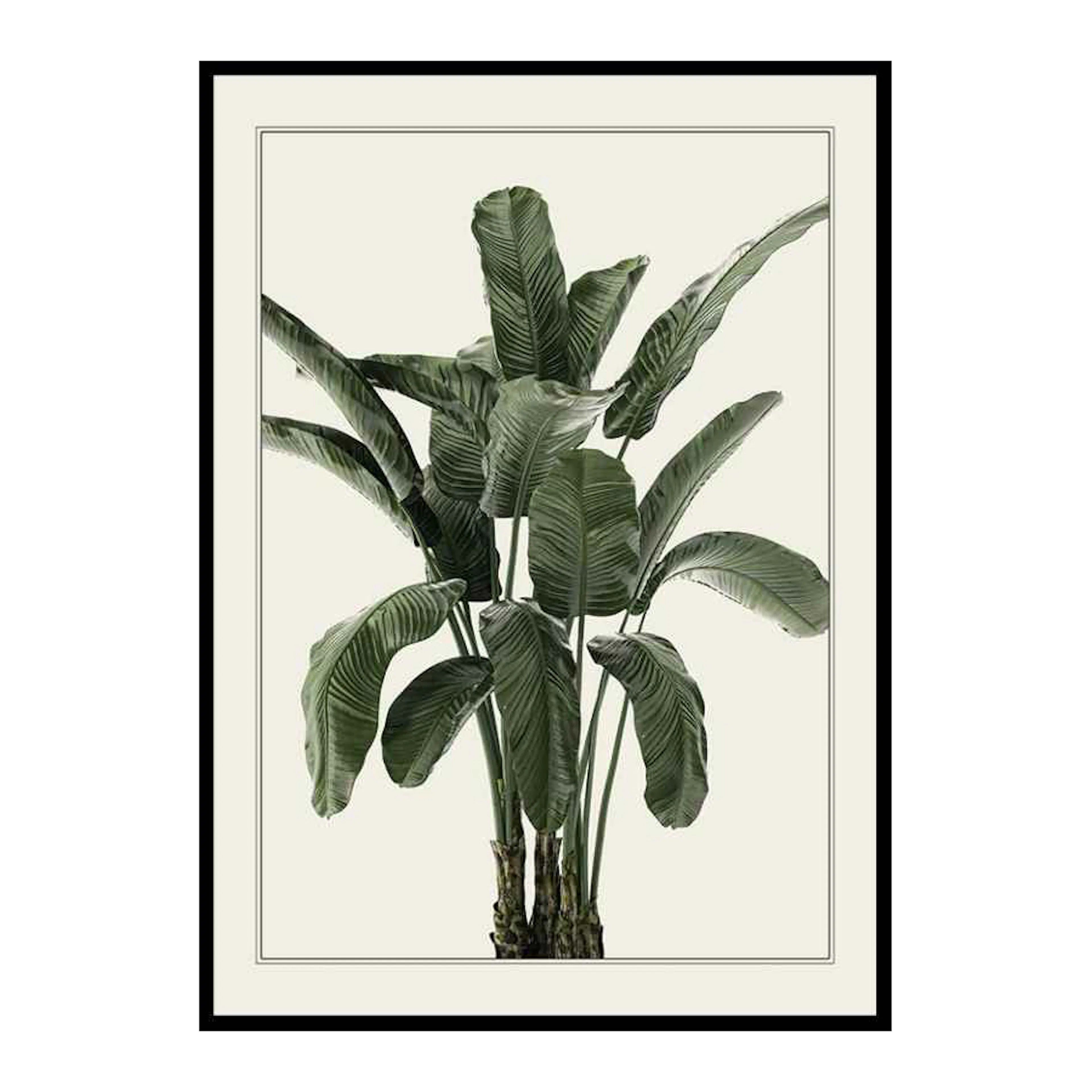 Banana Palm 50x70 cm