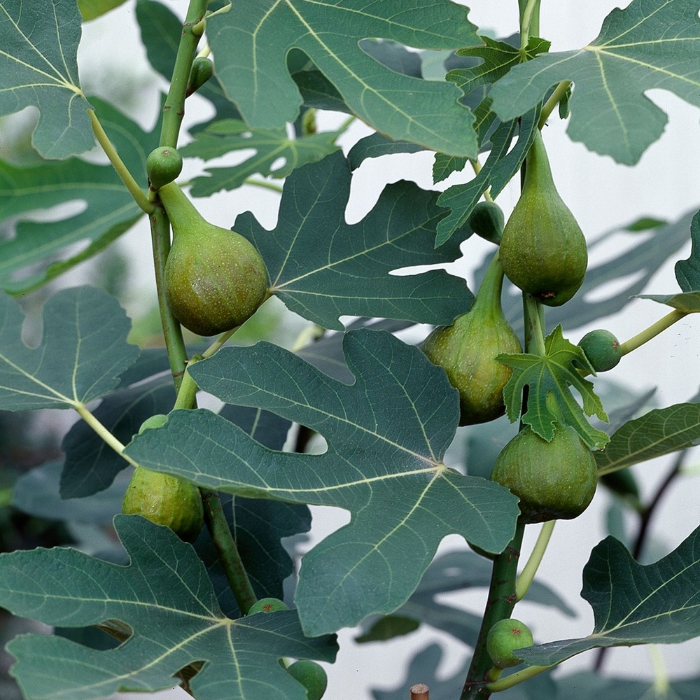 Ficus carica 'Bornholms Diamant', stam 60 cm Leveranshöjd: 30-40 cm