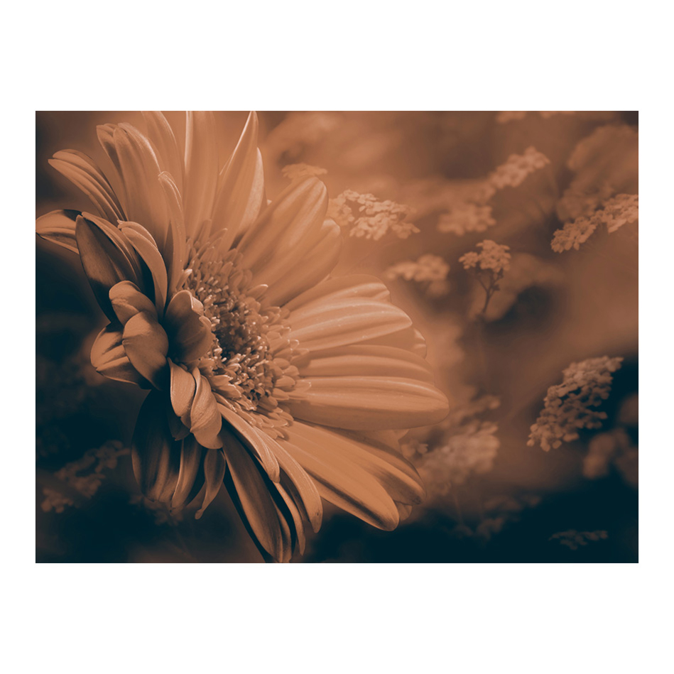 Fototapet Arkiio Gerbera I Brons