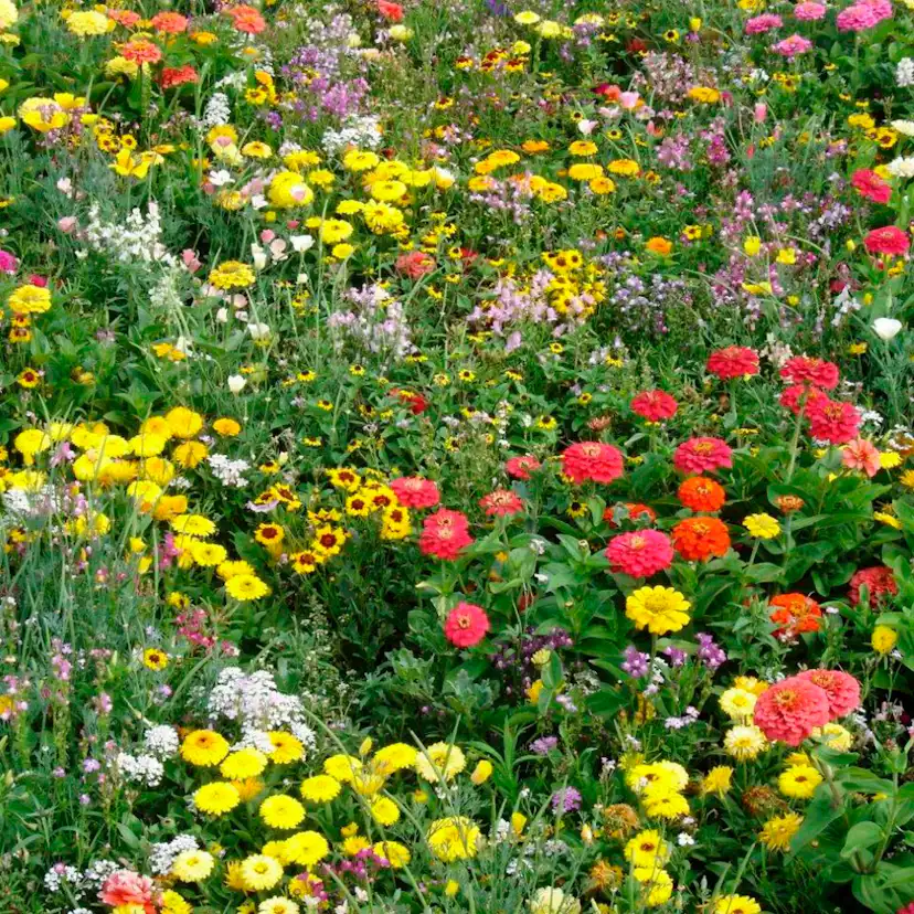 Blomsteräng Turfquick Lågväxande Årlig Perenn 5kvm