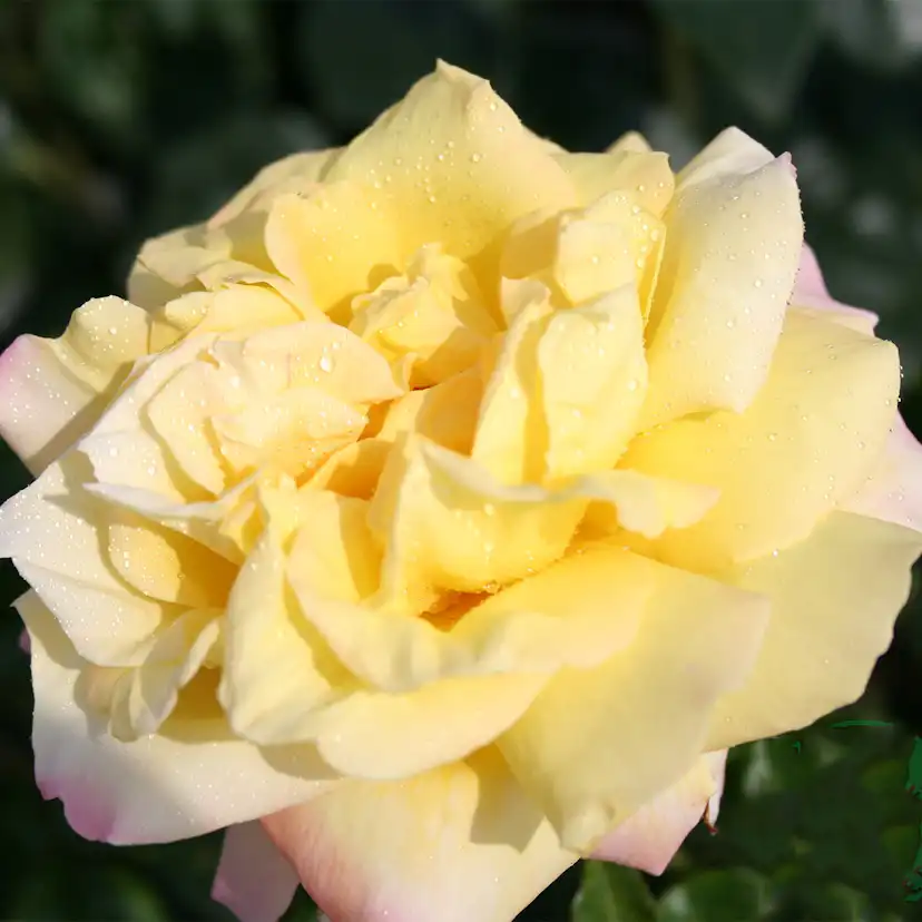 Storblommig Rabattros Omnia Garden Peace